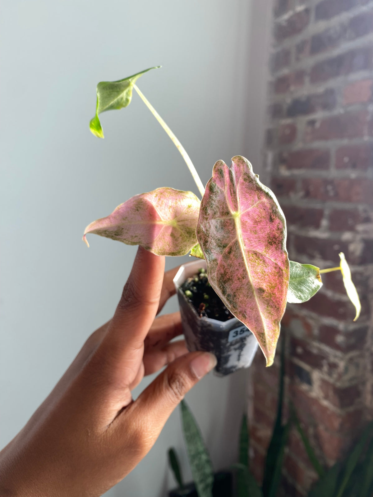 Alocasia Black Satun "Stardust"  Potted 3547
