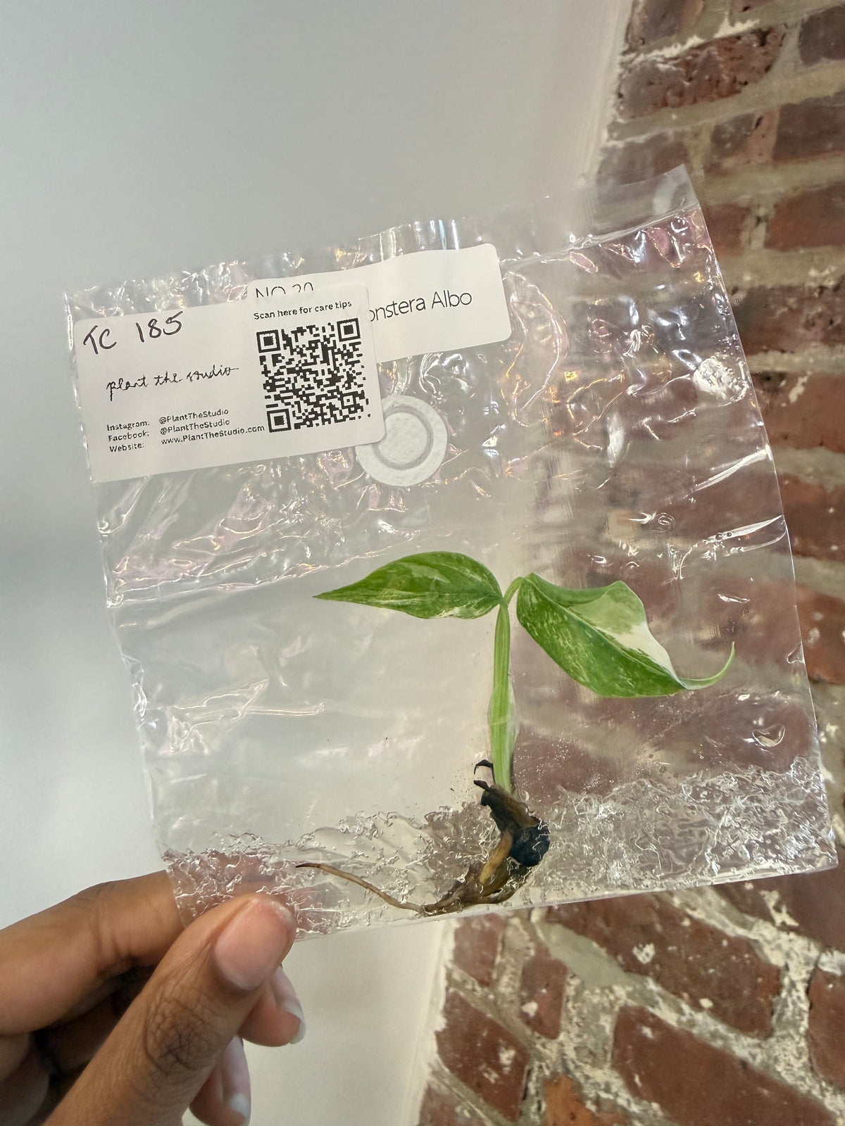 Monstera Albo TCS 185