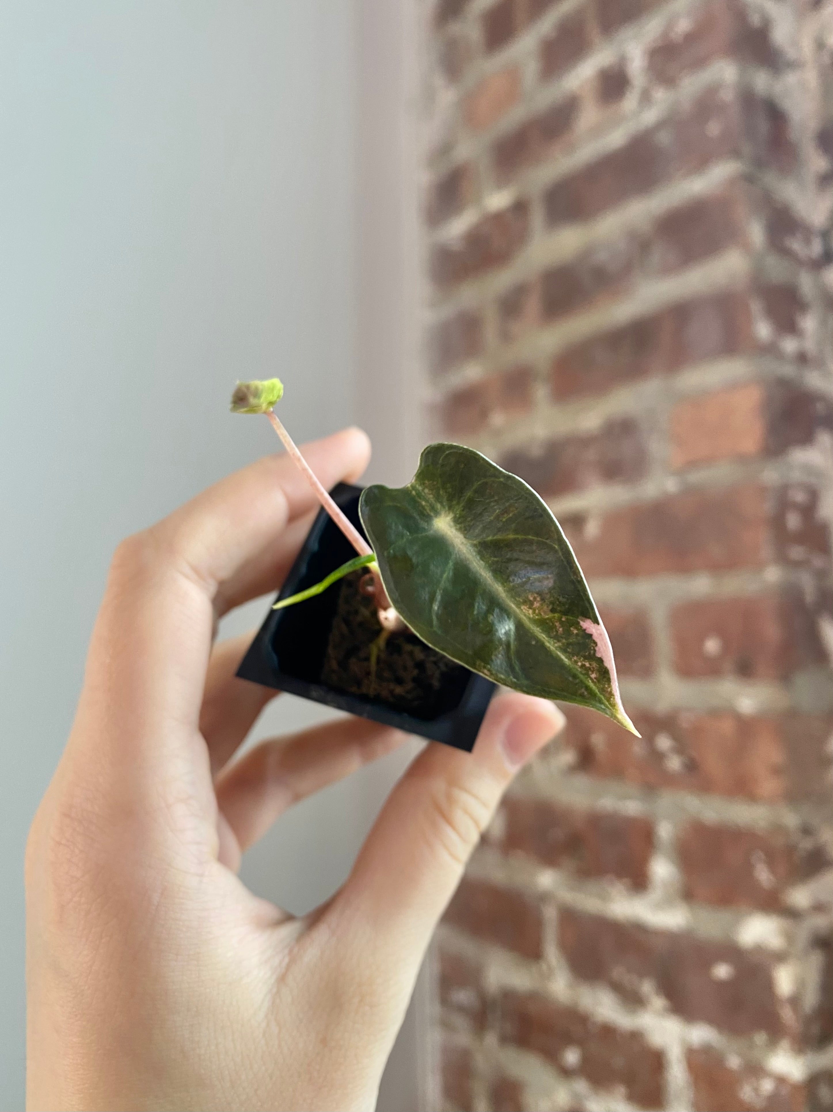 Alocasia Bambino Aurea 3144