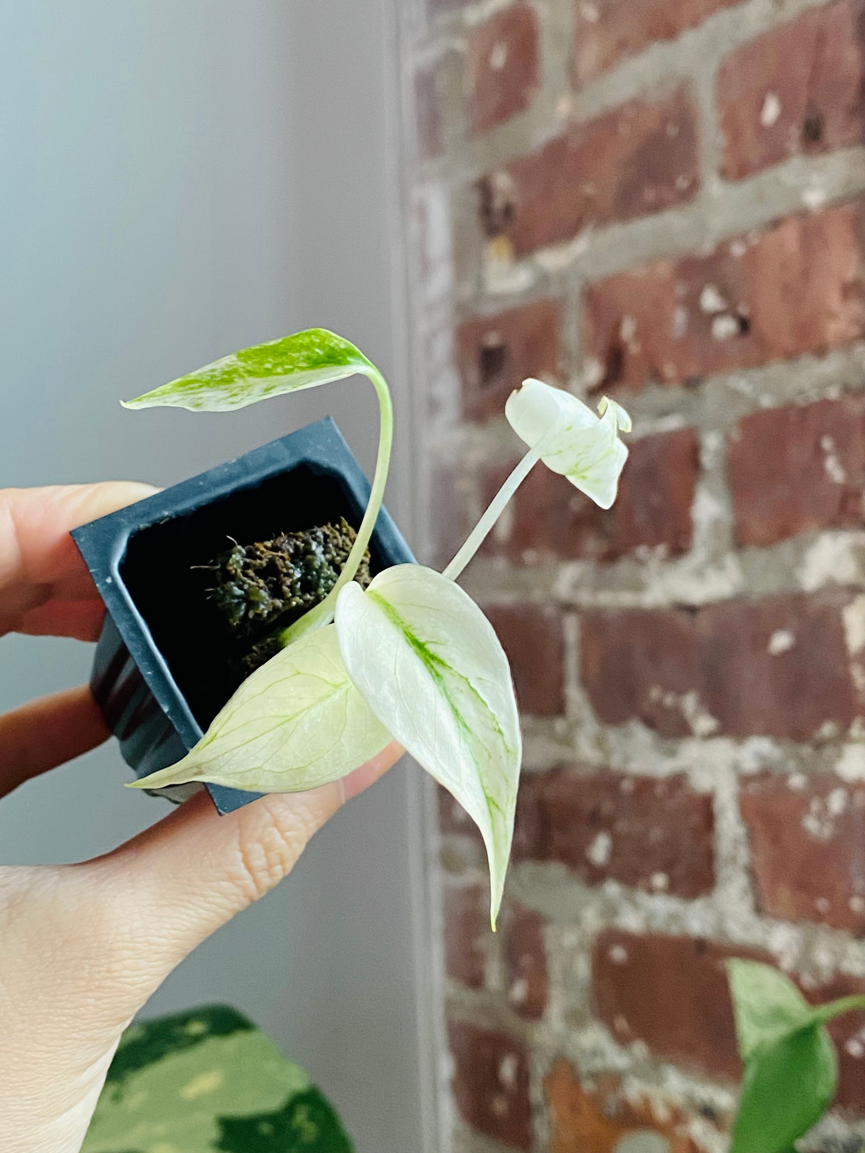 Monstera Deliciosa Mint 