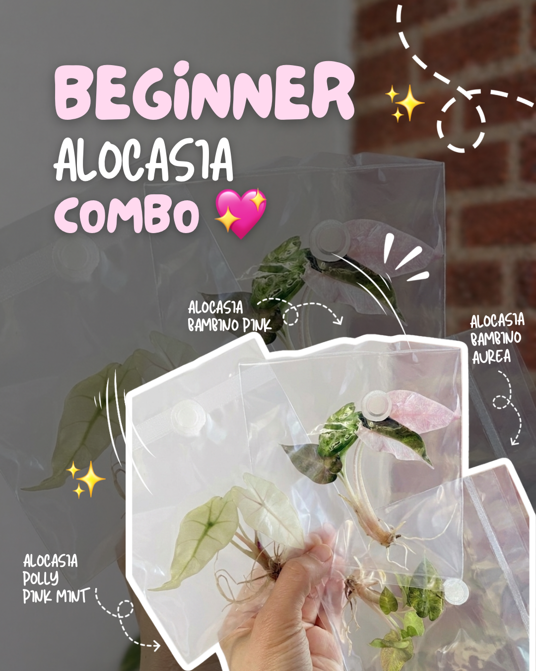 Beginner Alocasia TC Combo Grower’s Choice