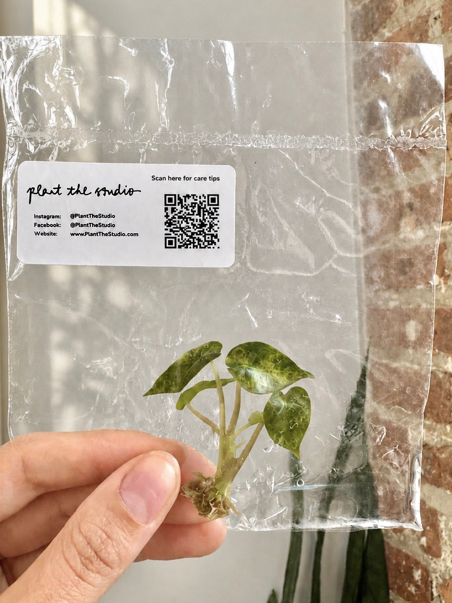 Alocasia Bambino Aurea (Grower&