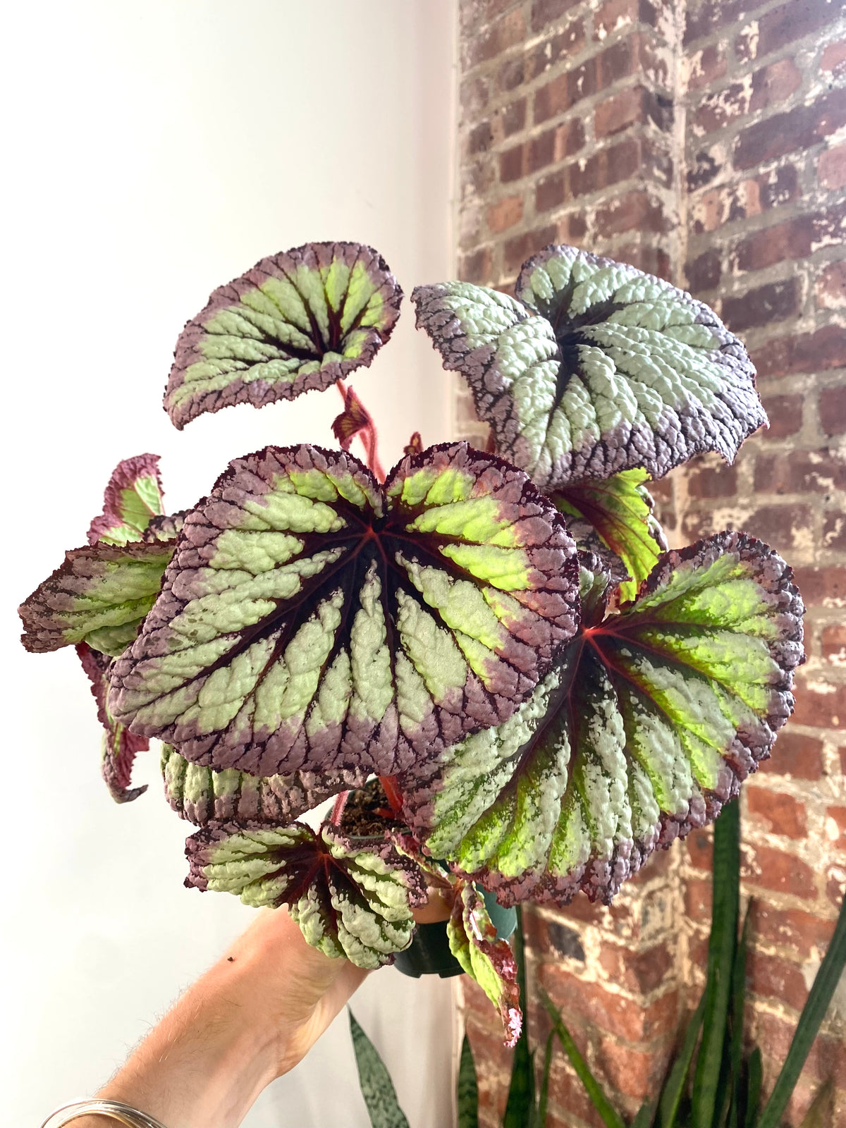 Begonia Rex Fireworks 4” Pot (Grower’s Choice)