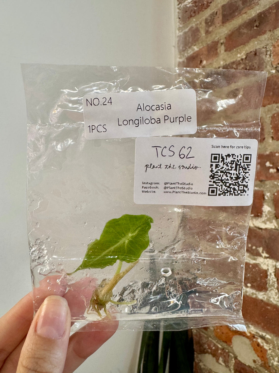 Alocasia Longiloba Purple TCS 62