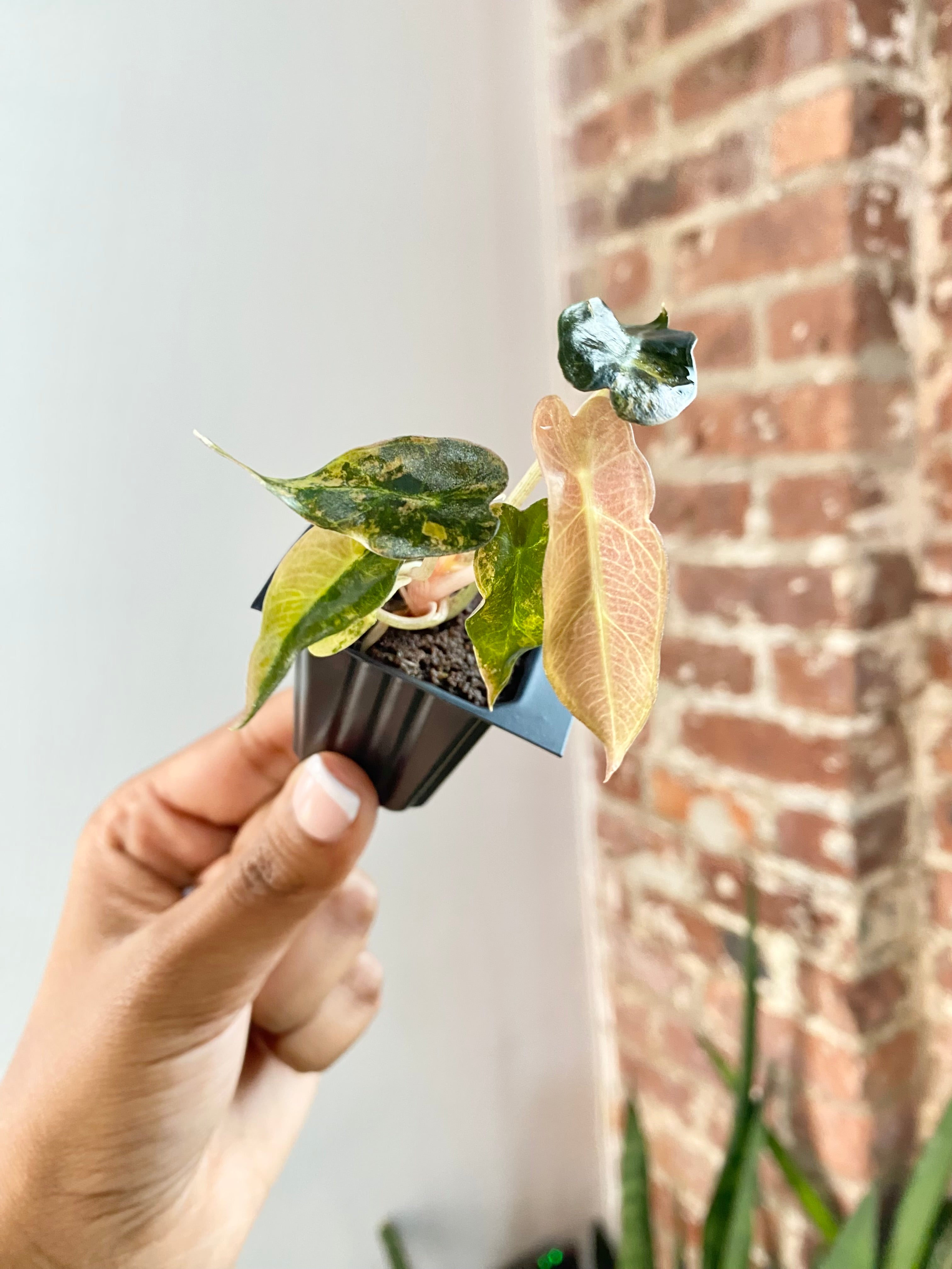 Alocasia Bambino Aurea 4723