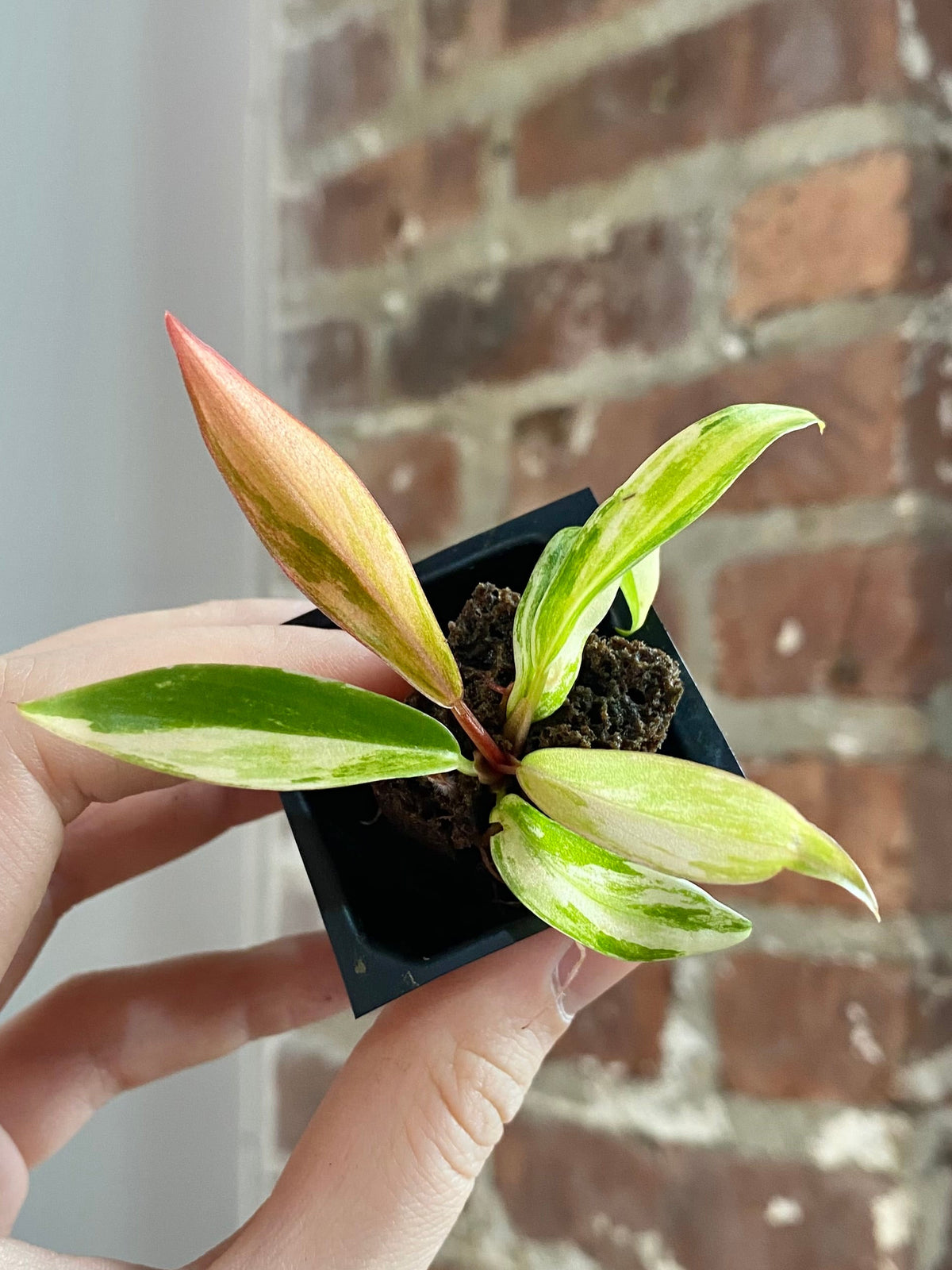 Philodendron Caramel Marble 3017