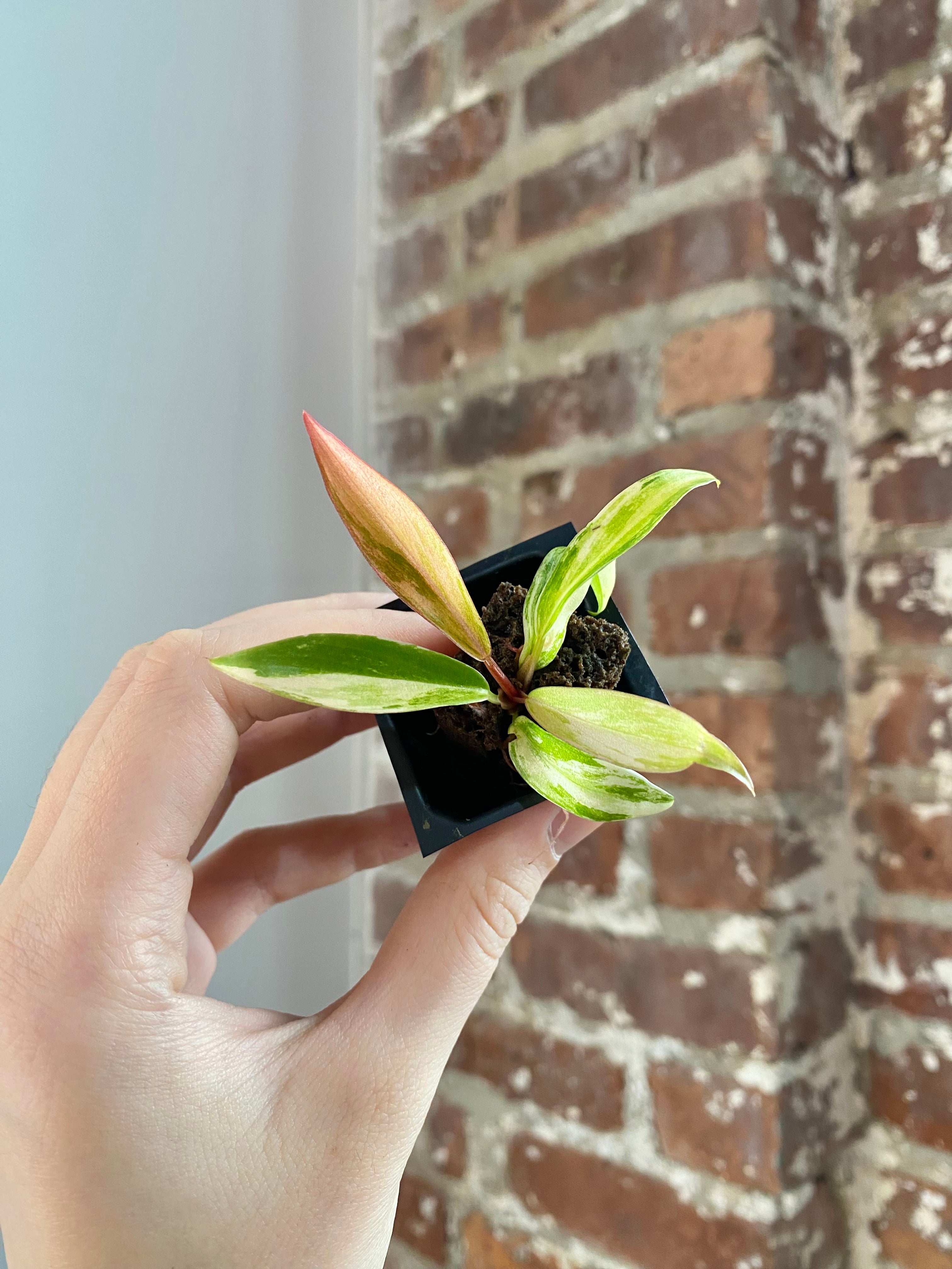 Philodendron Caramel Marble 3017