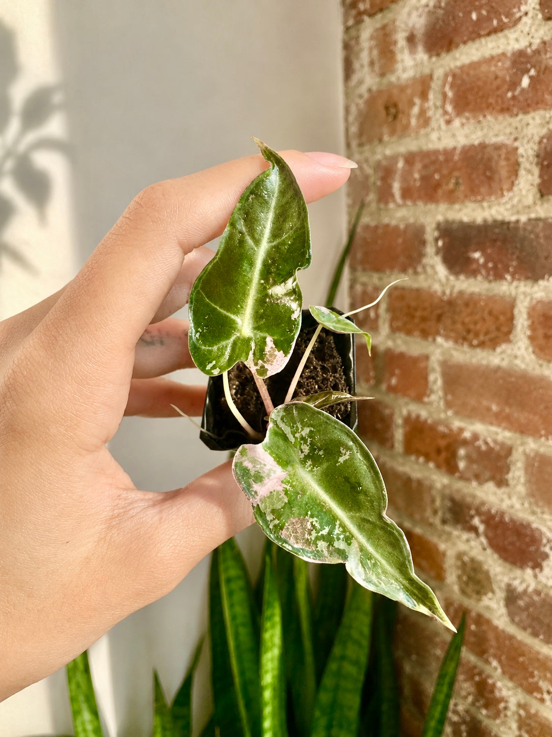 Alocasia Bambino Albo Pink 8611