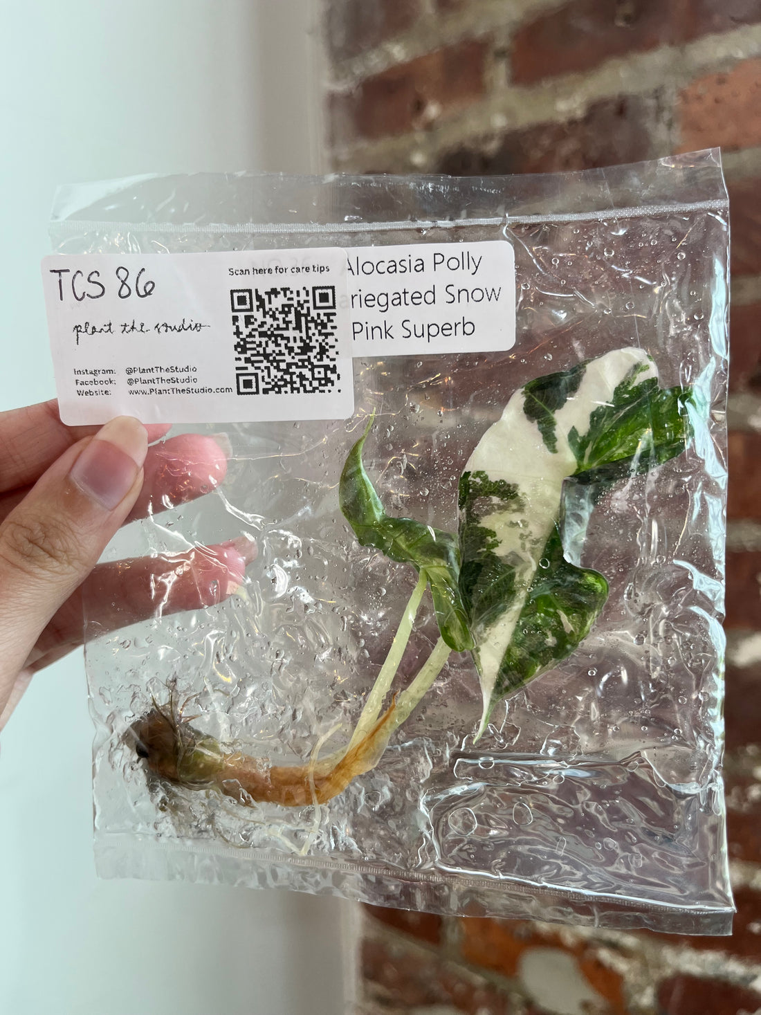 Alocasia Polly Snow Pink TCS 86