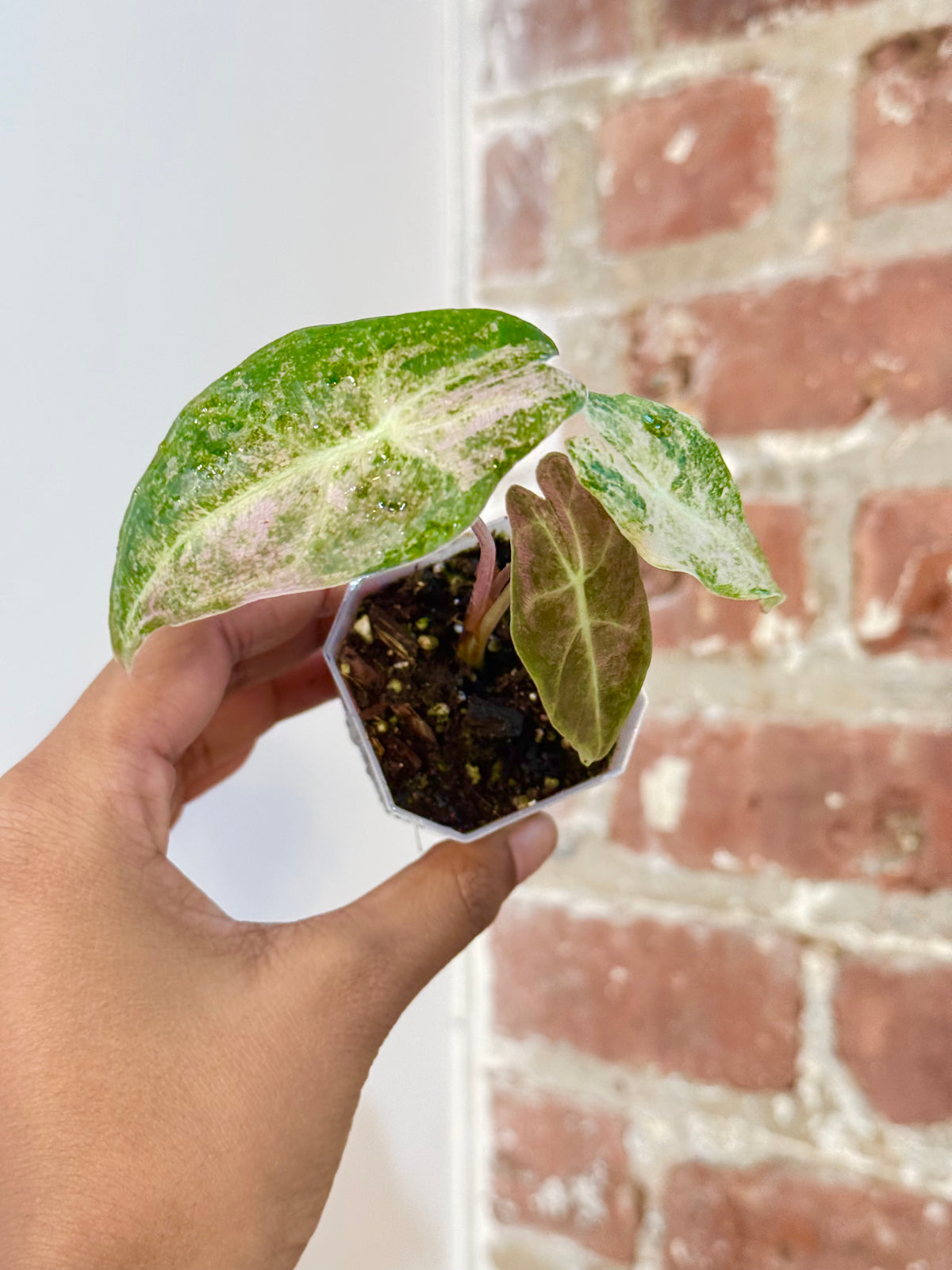 Alocasia Black Satun "Stardust"  Potted 0007