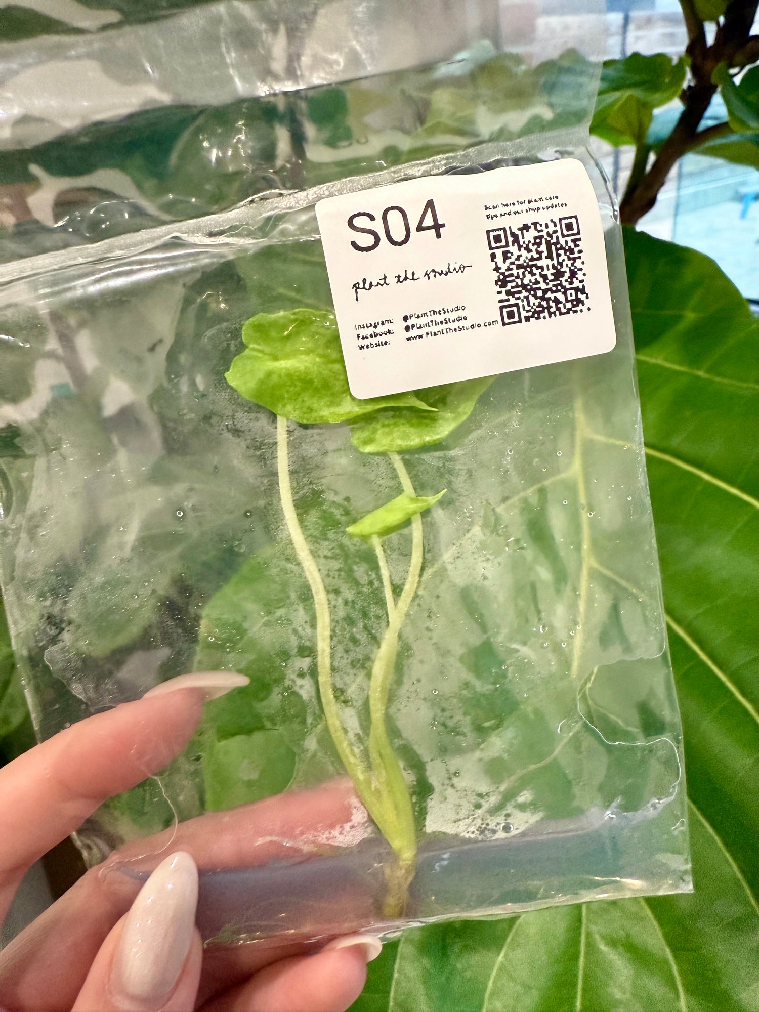 Alocasia Scalprum Mint TCS04