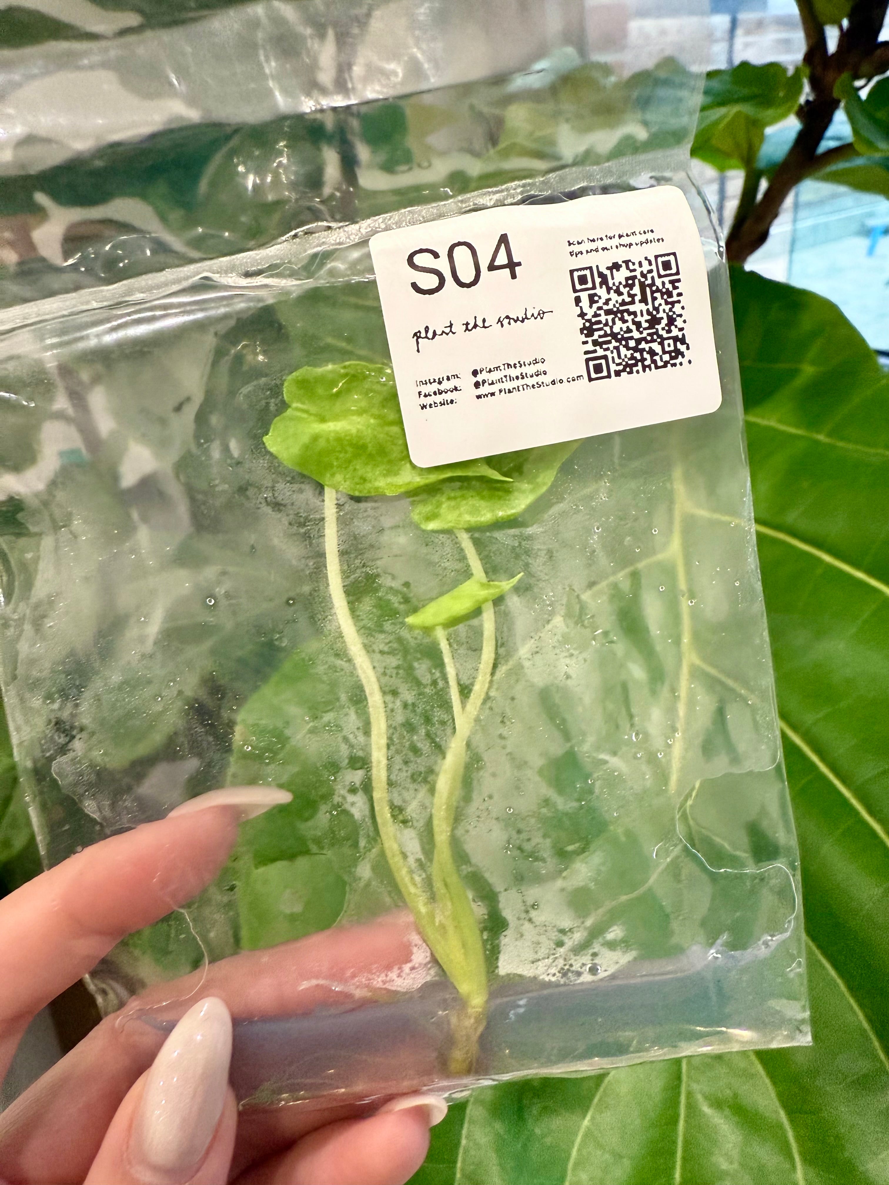 Alocasia Scalprum Mint TCS04