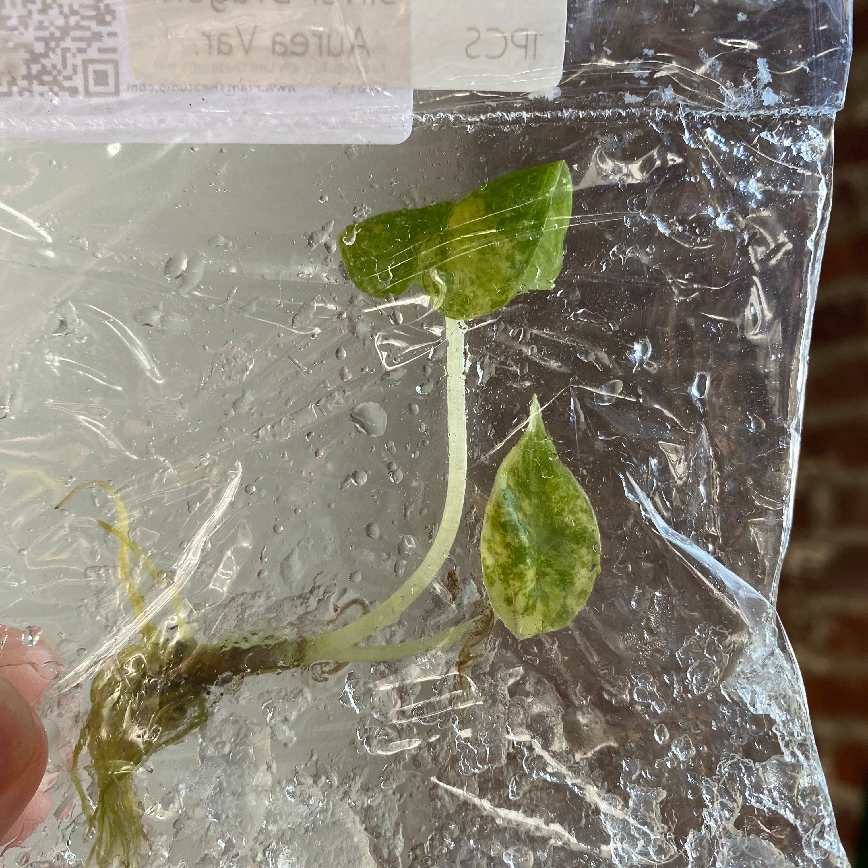 Alocasia Silver Dragon Aurea TCS 102