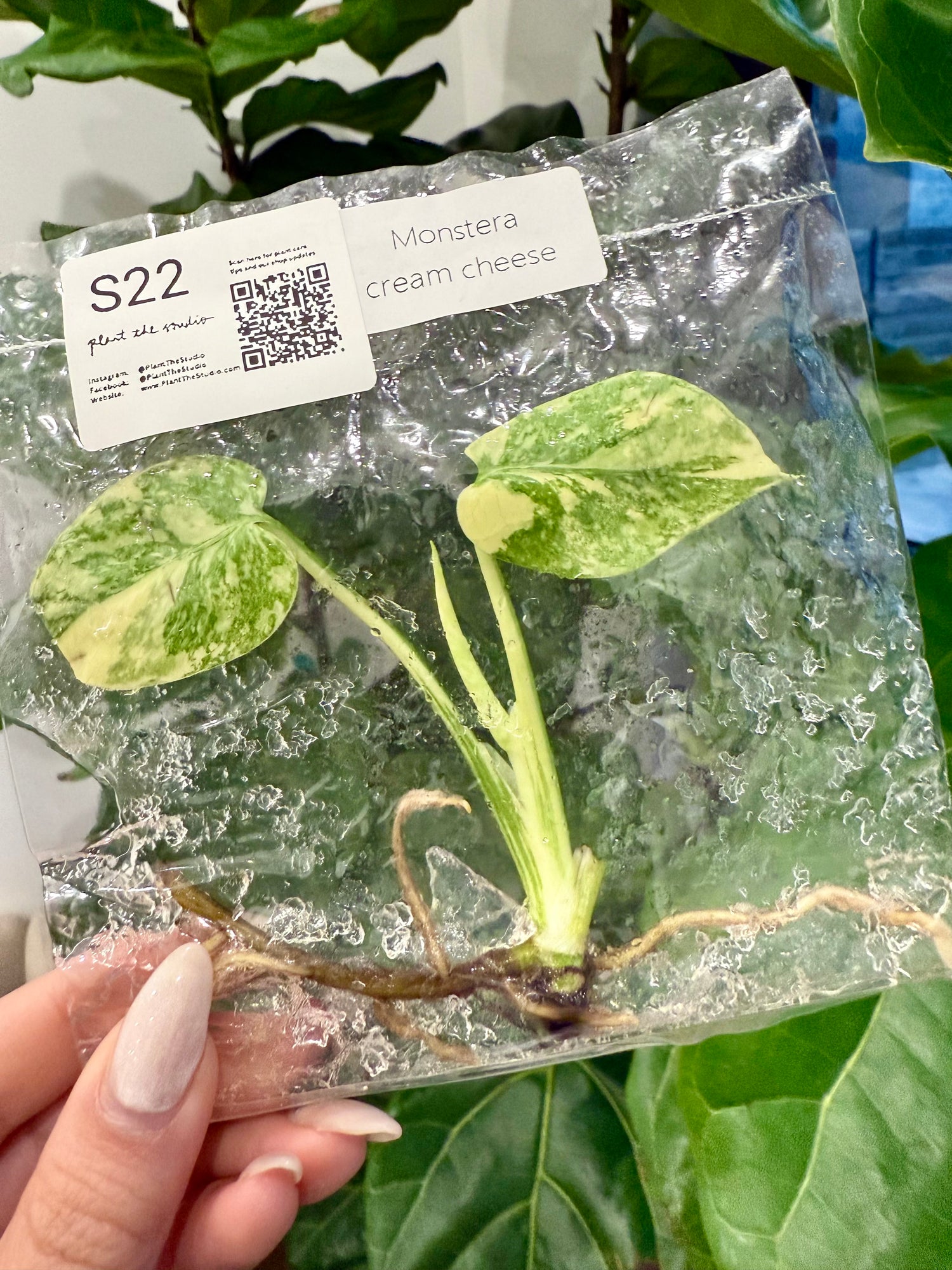 Monstera Cream Cheese TCS22