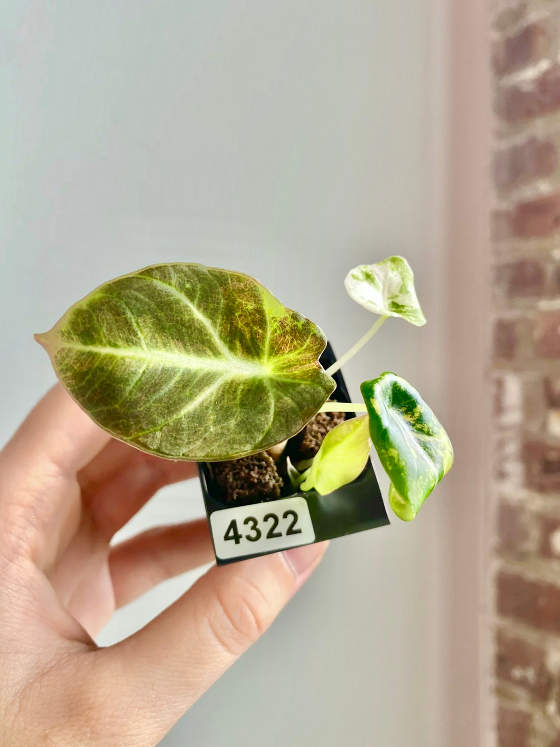 Alocasia Black Velvet Aurea / Gold 4322