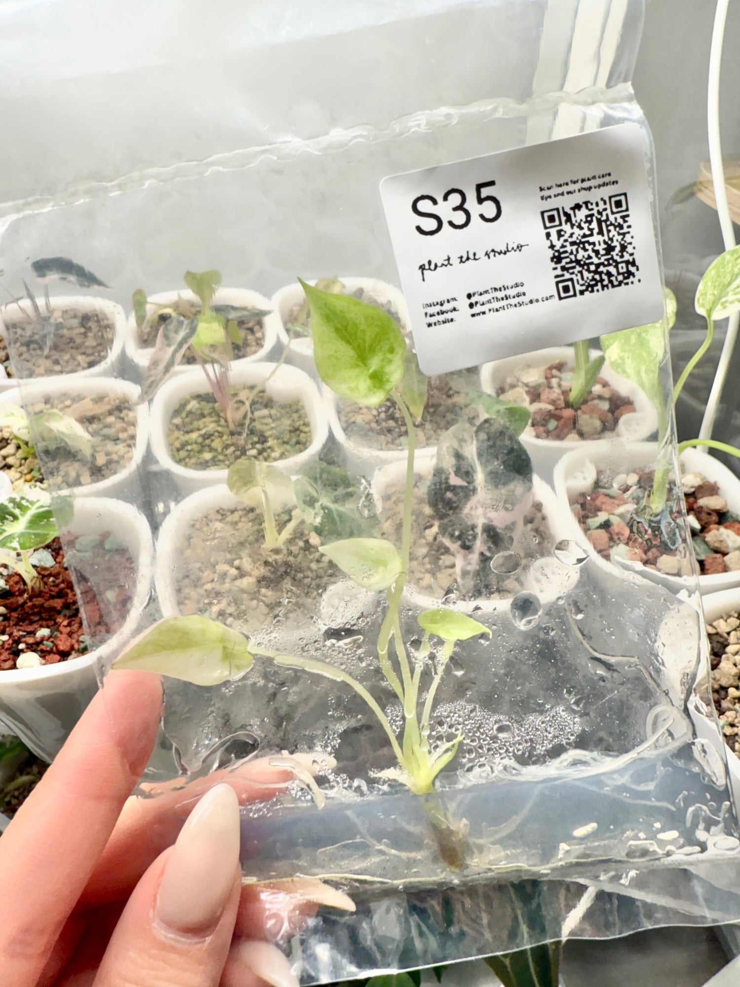 Alocasia Scalprum Mint TCS35