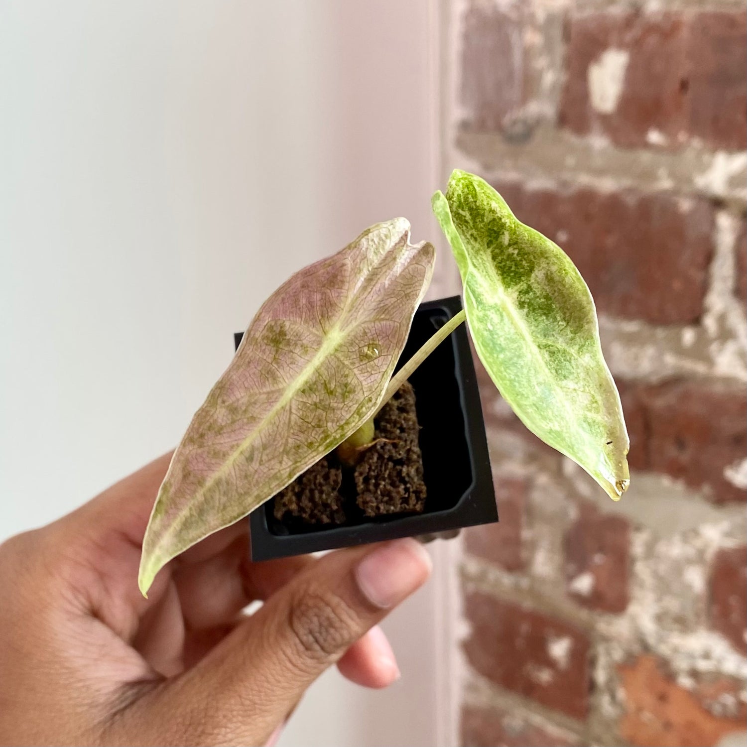 Alocasia Black Satun "Stardust" 4315