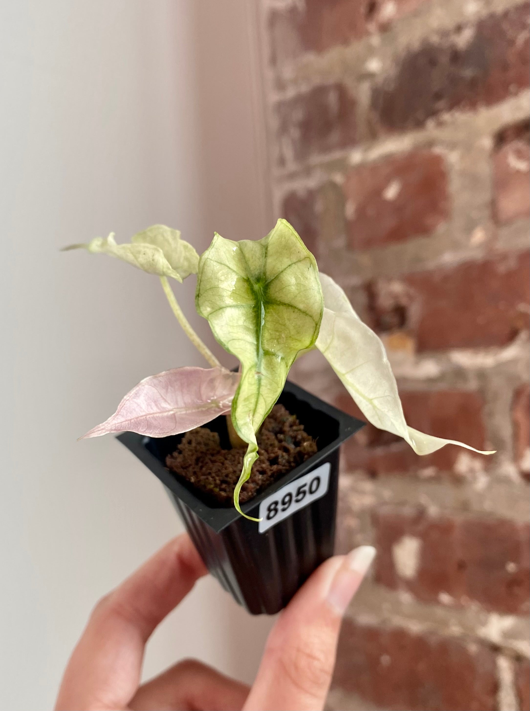 Alocasia Polly Pink Mint 8951
