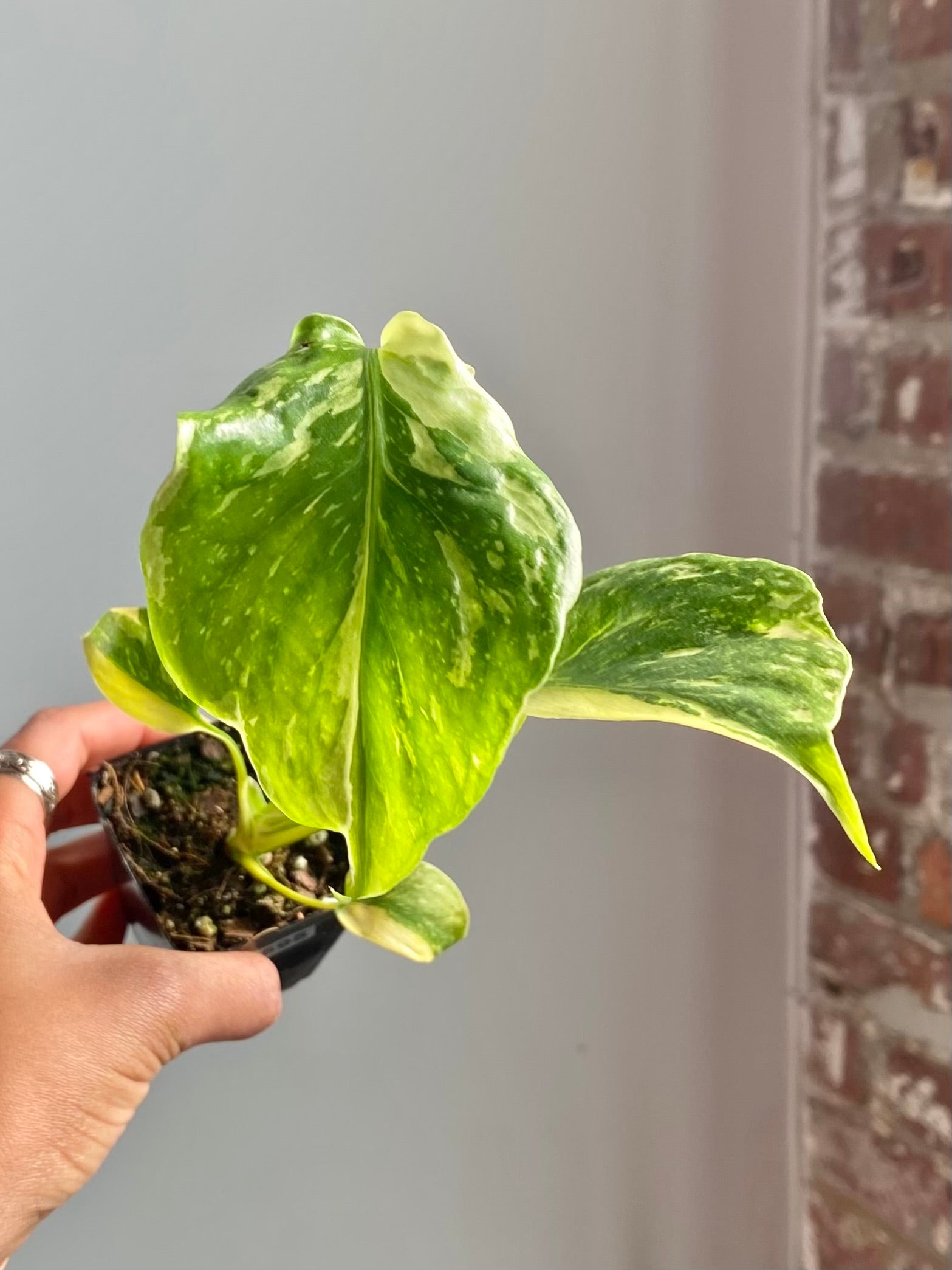 Monstera Electrolyte (Potted) 4595