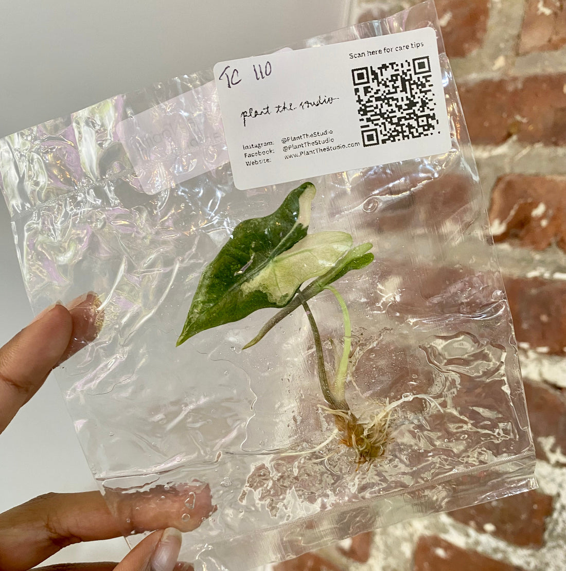 Alocasia Pink Nobilis TCS 110