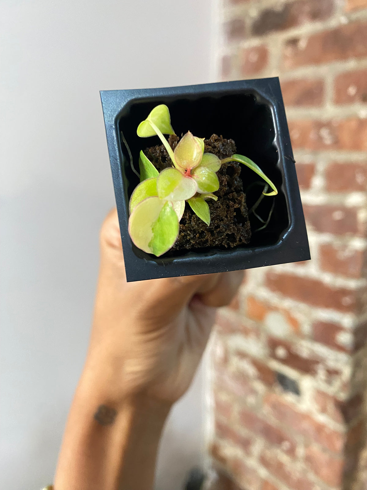 Philodendron Billietiae Var. 3653