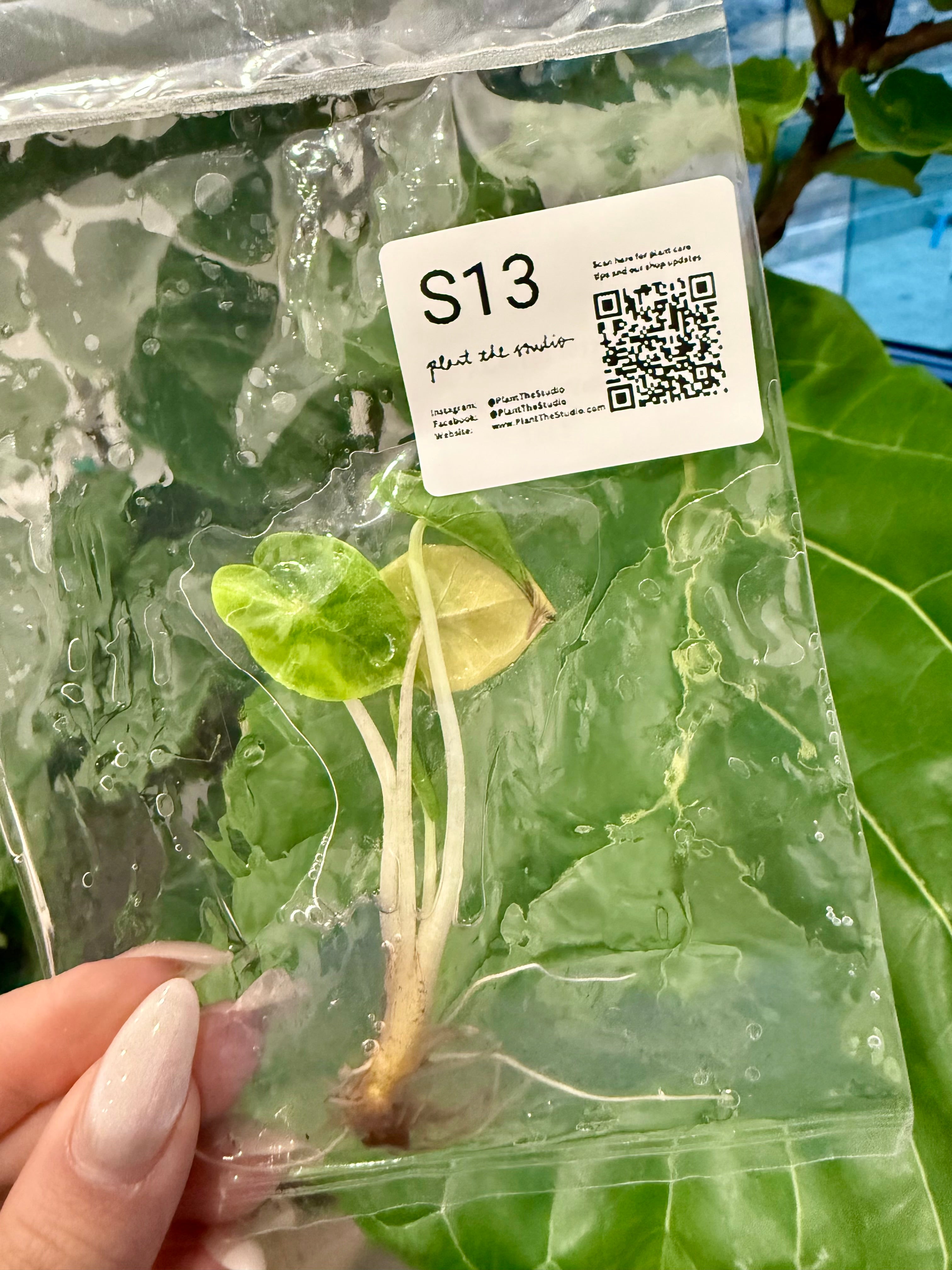 Alocasia Yucatan Princess Var. TCS13