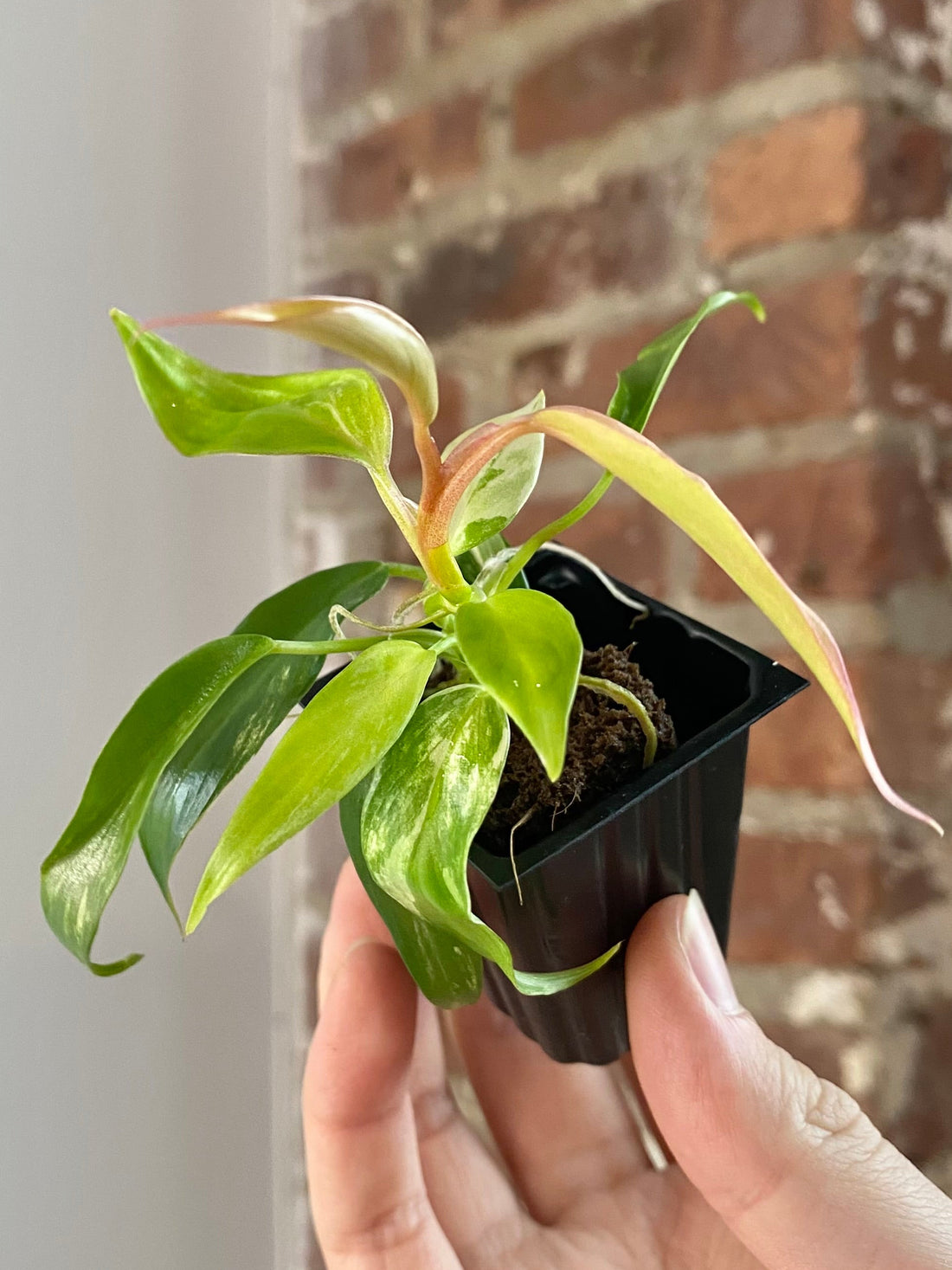 Philodendron Florida Beauty x Tortum 3019