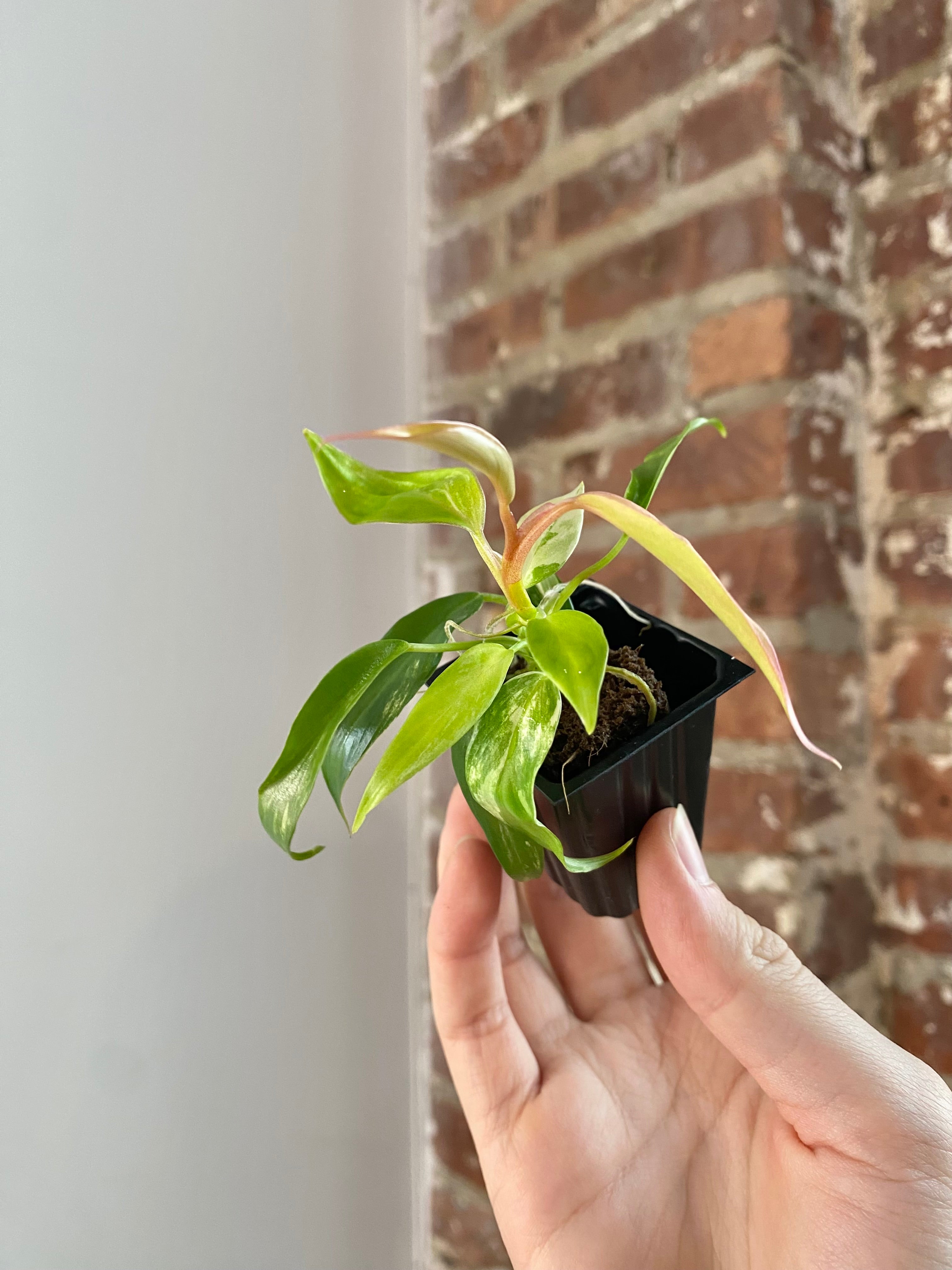 Philodendron Florida Beauty x Tortum 3019