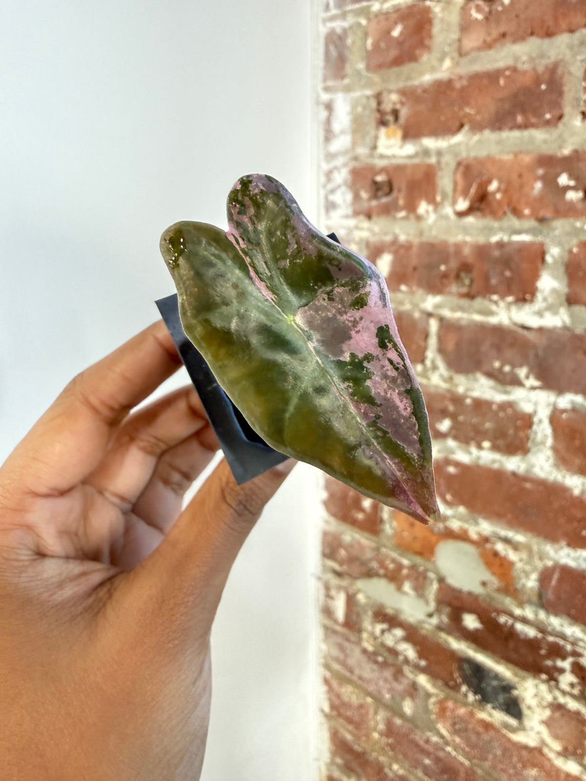 Alocasia Pink Nobilis 3813