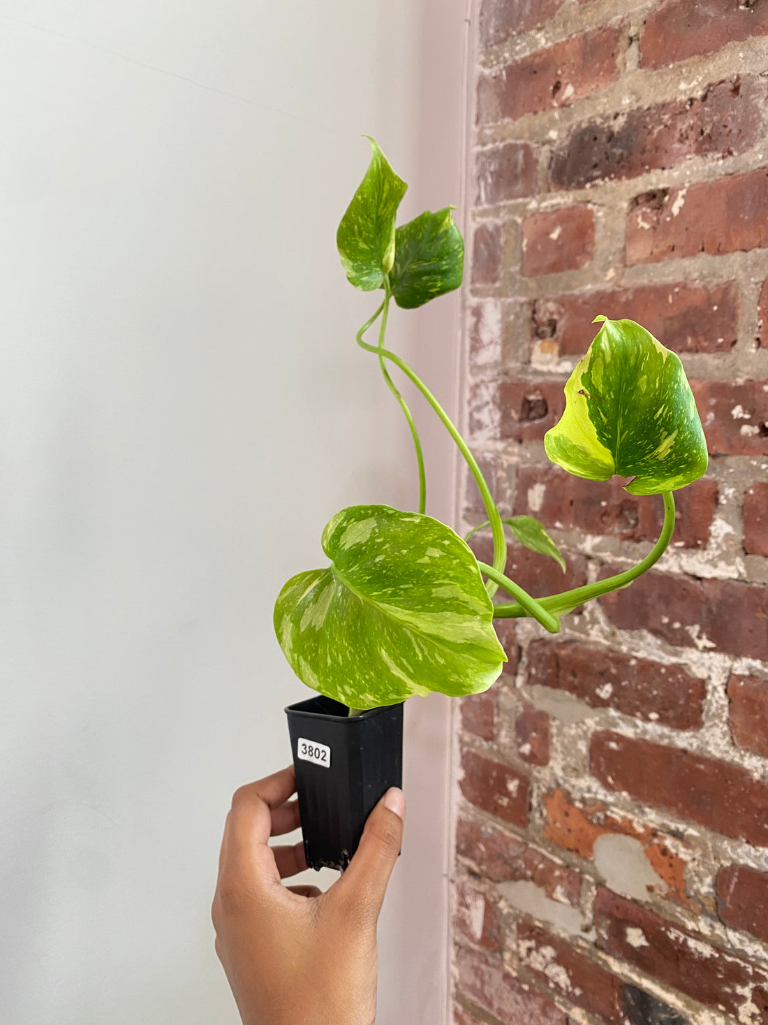 Monstera Electrolyte (Potted) 3802