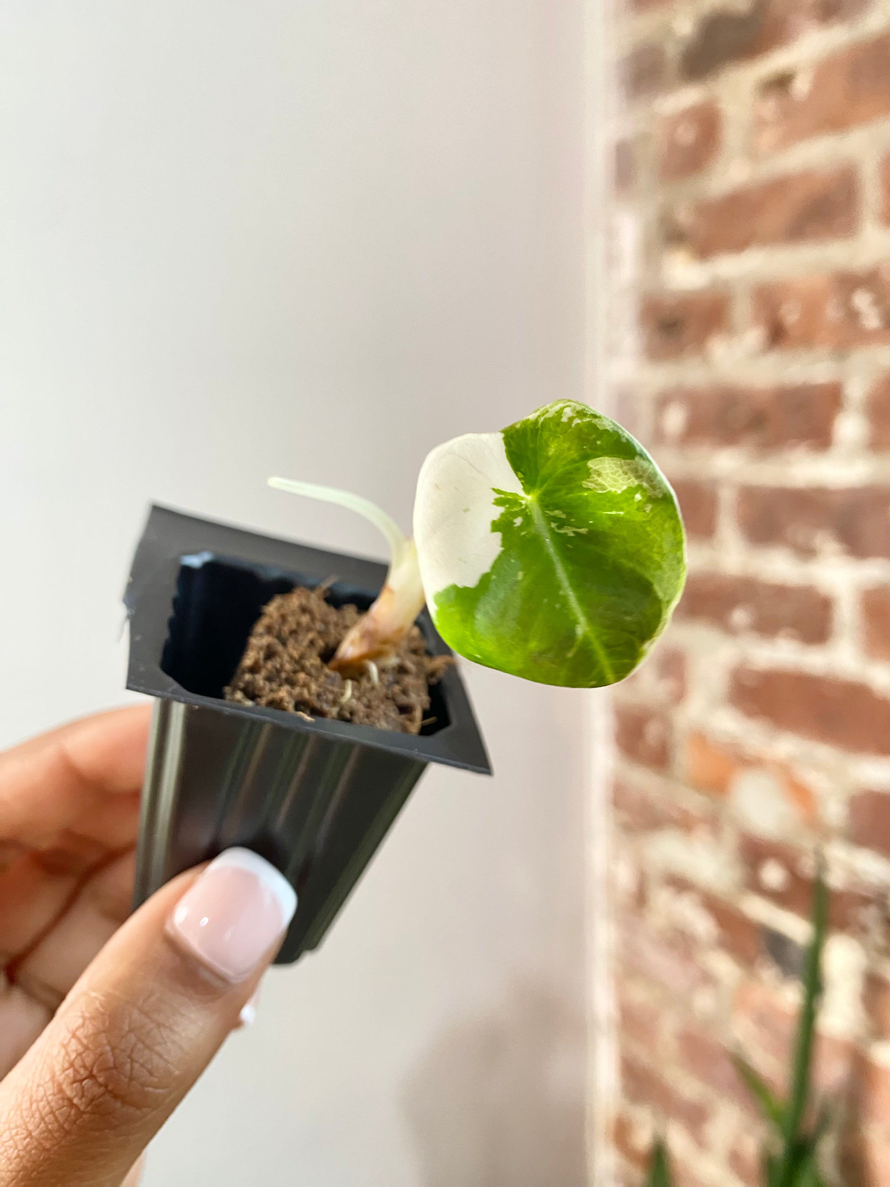 Products – Page 3 – PlantTheStudio