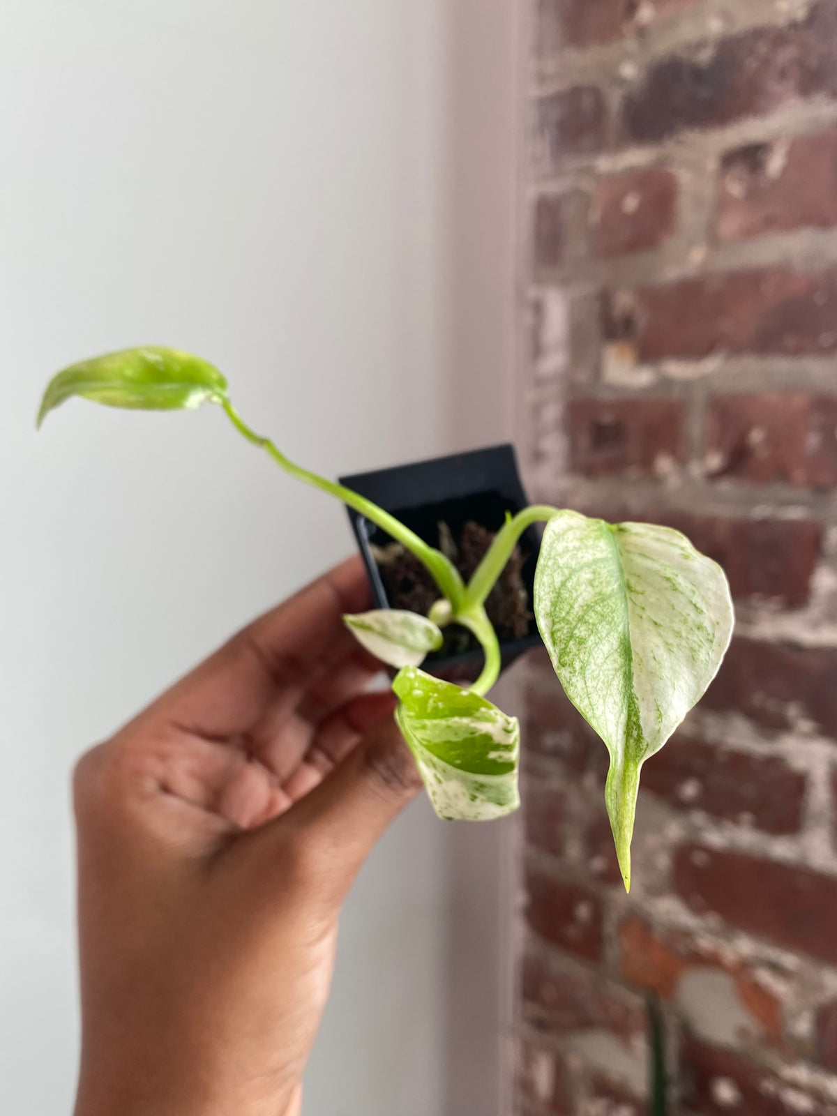 Monstera Mint 3563