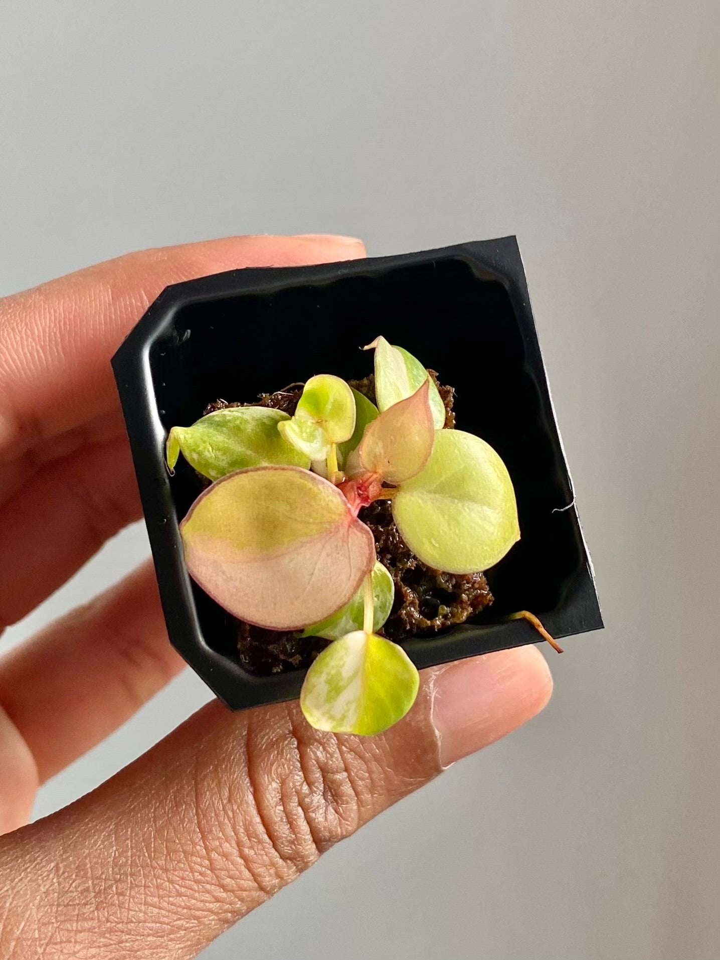 Philodendron Billietiae Var. 4582