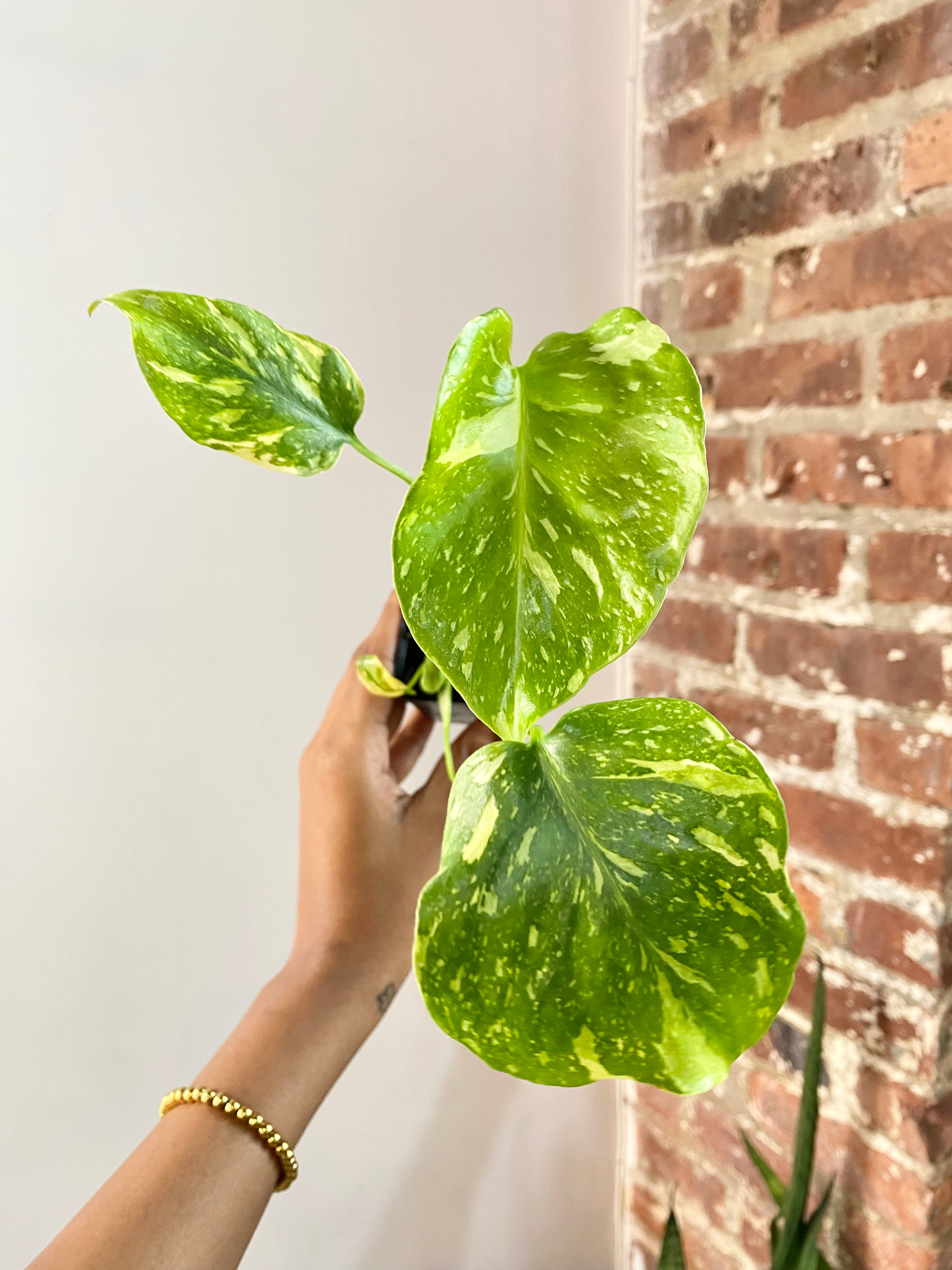 Monstera Electrolyte (Potted) 4732
