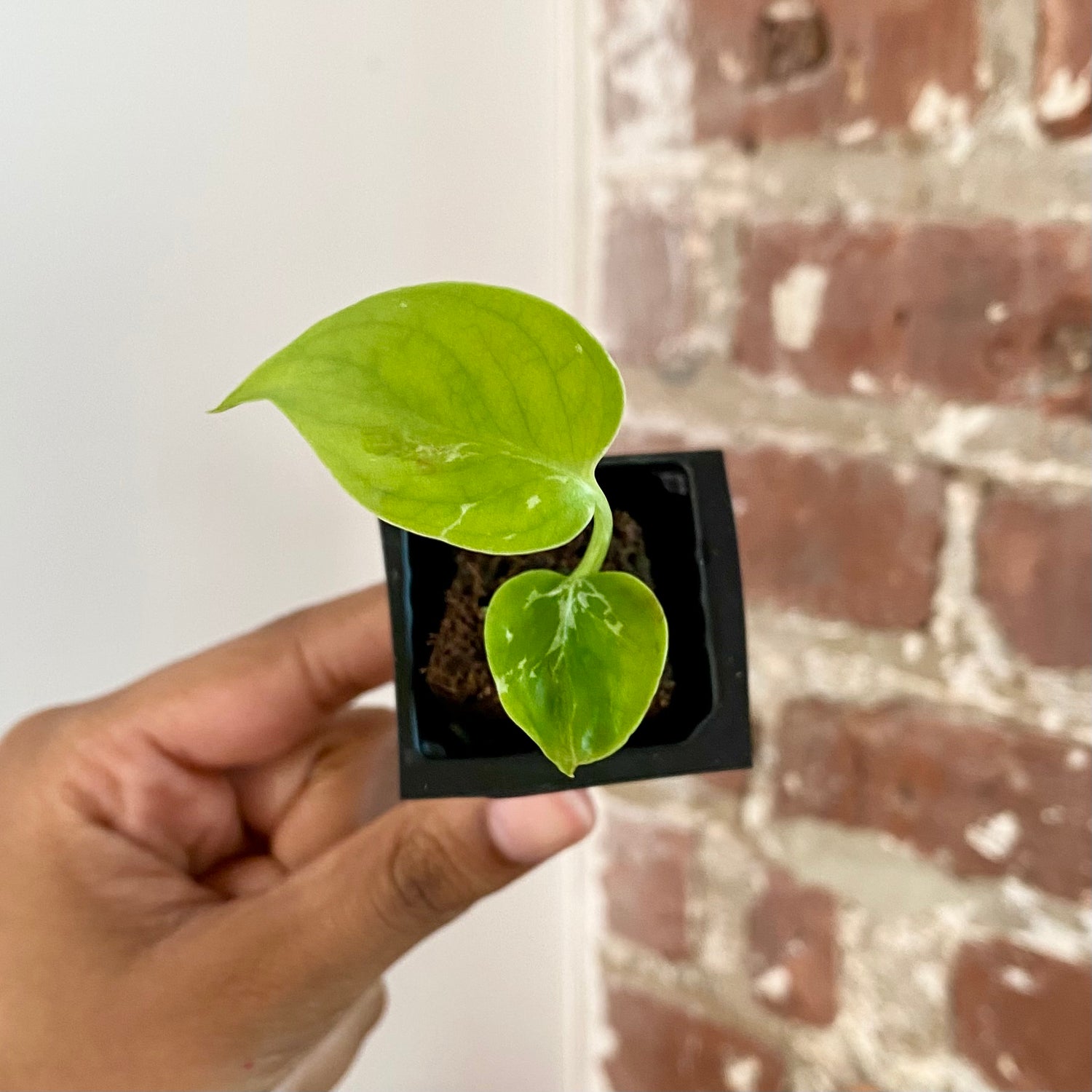 Monstera Bulbasaur 4276