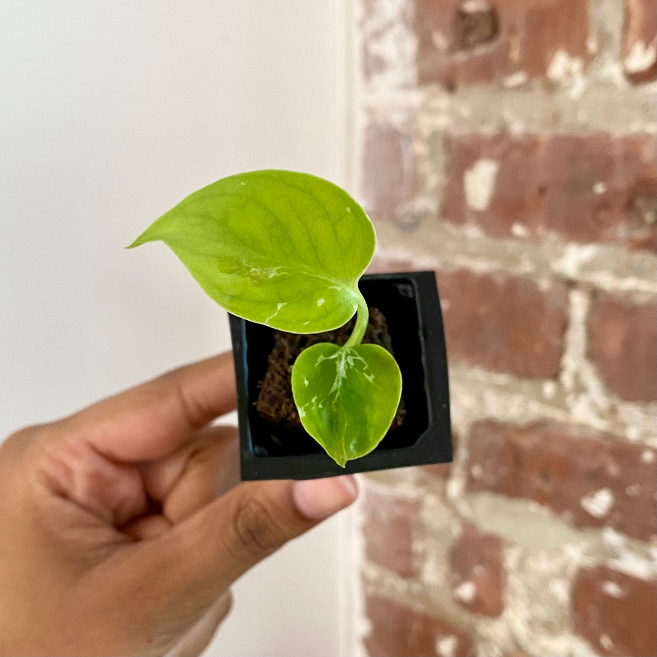 Monstera Bulbasaur 4276