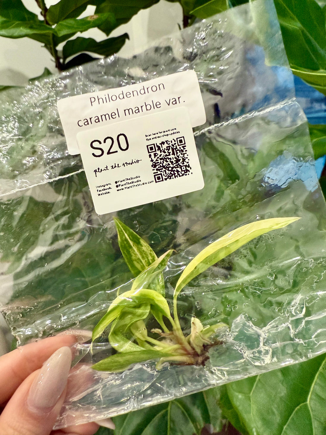 Philodendron Caramel Marble Var. TCS20