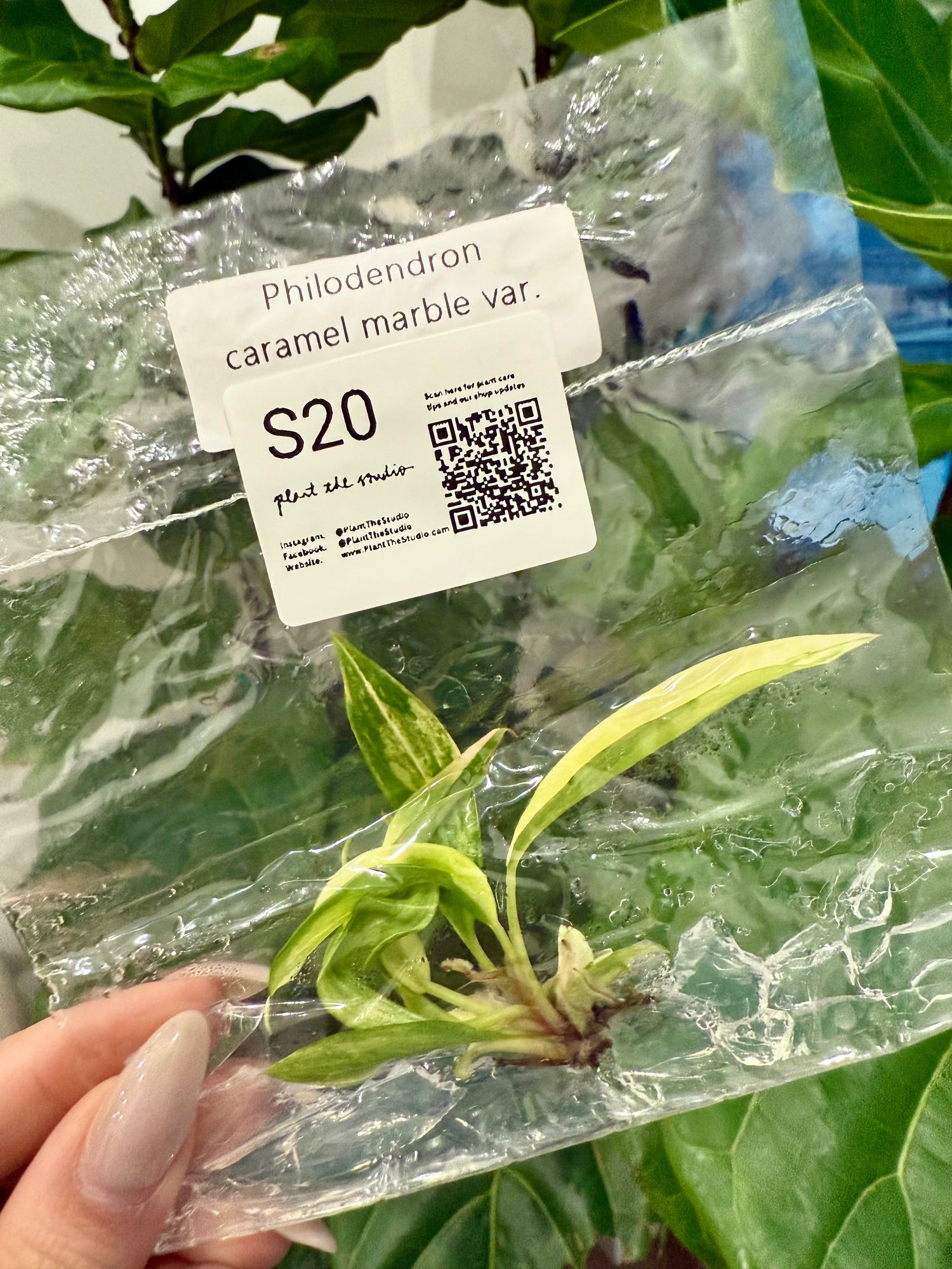 Philodendron Caramel Marble Var. TCS20