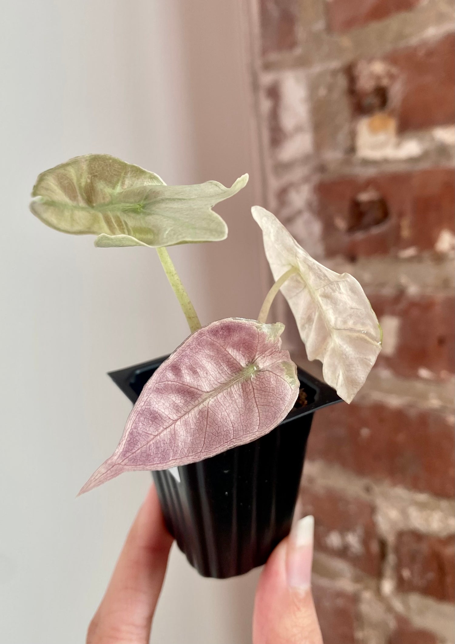 Alocasia Polly Pink Mint 8953