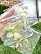 Monstera Deliciosa Mint Variegata Tissue Culture (Grower’s Choice) + Care Instructions