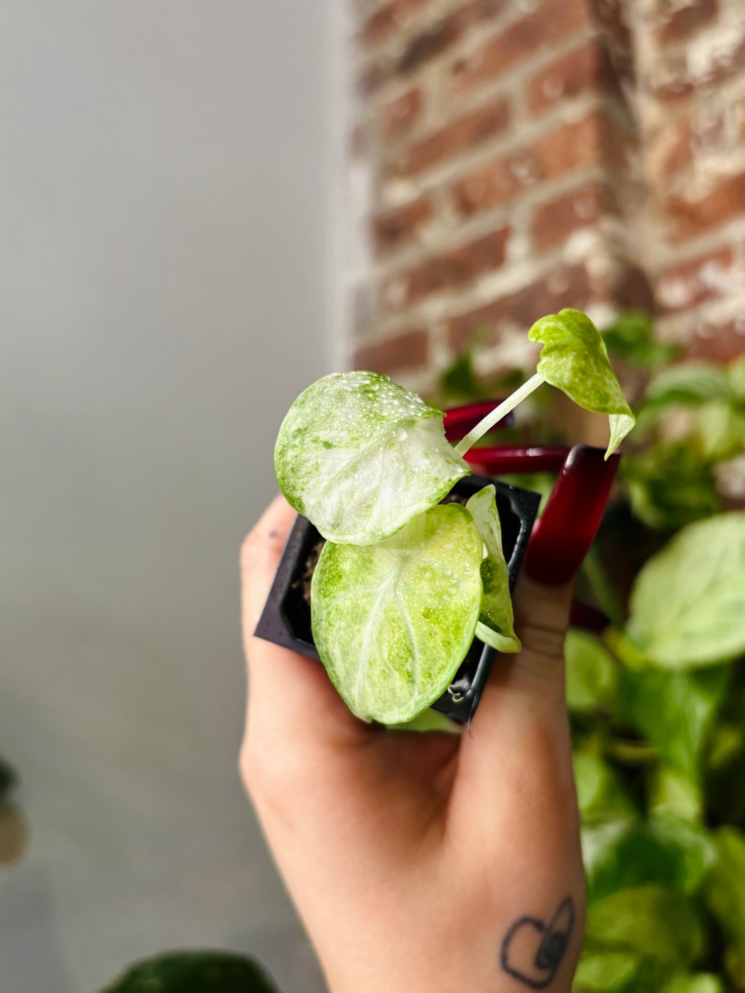 Alocasia Ninja Tricolor 0990