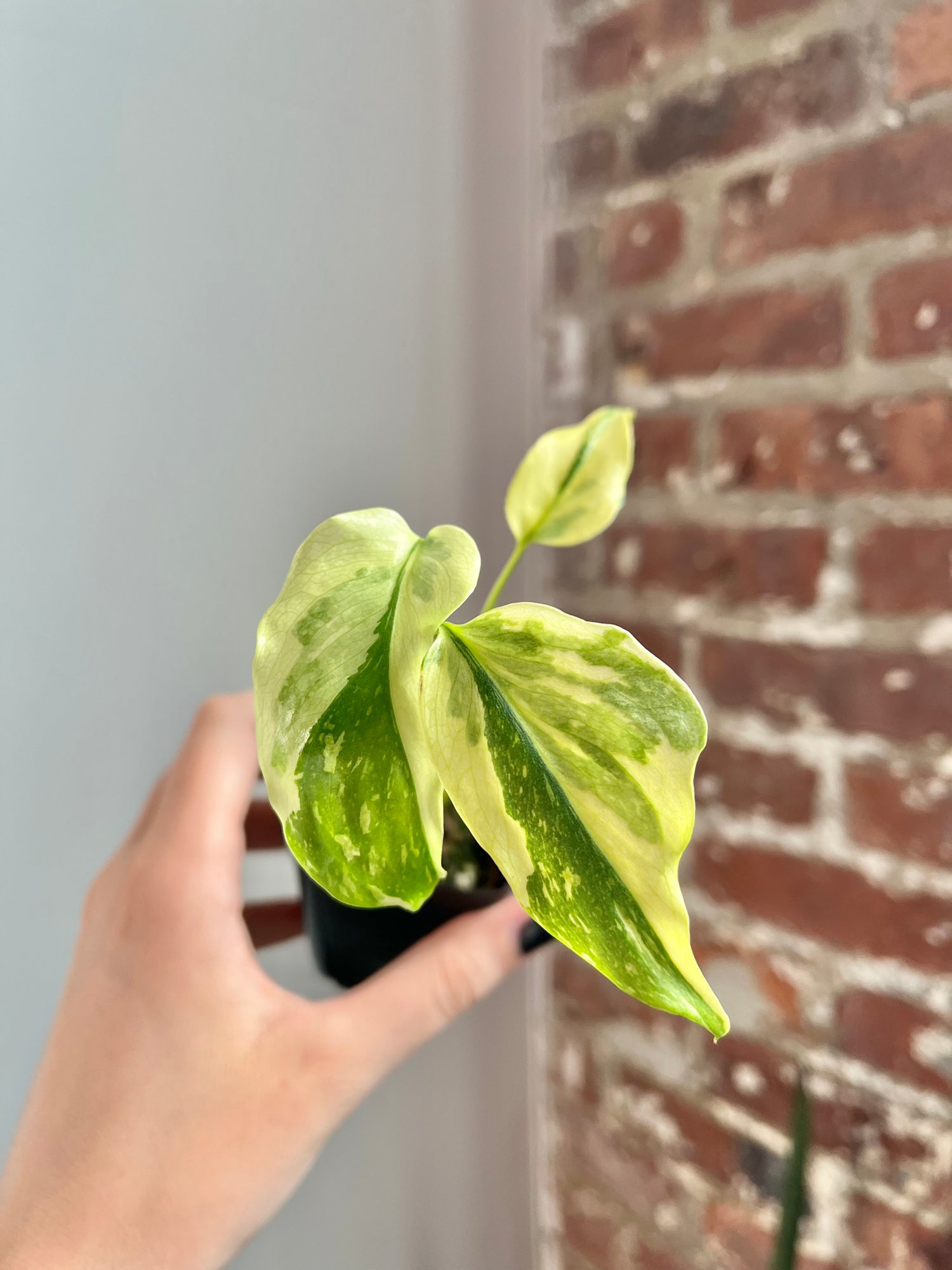 Monstera Electrolyte (Potted) 4596