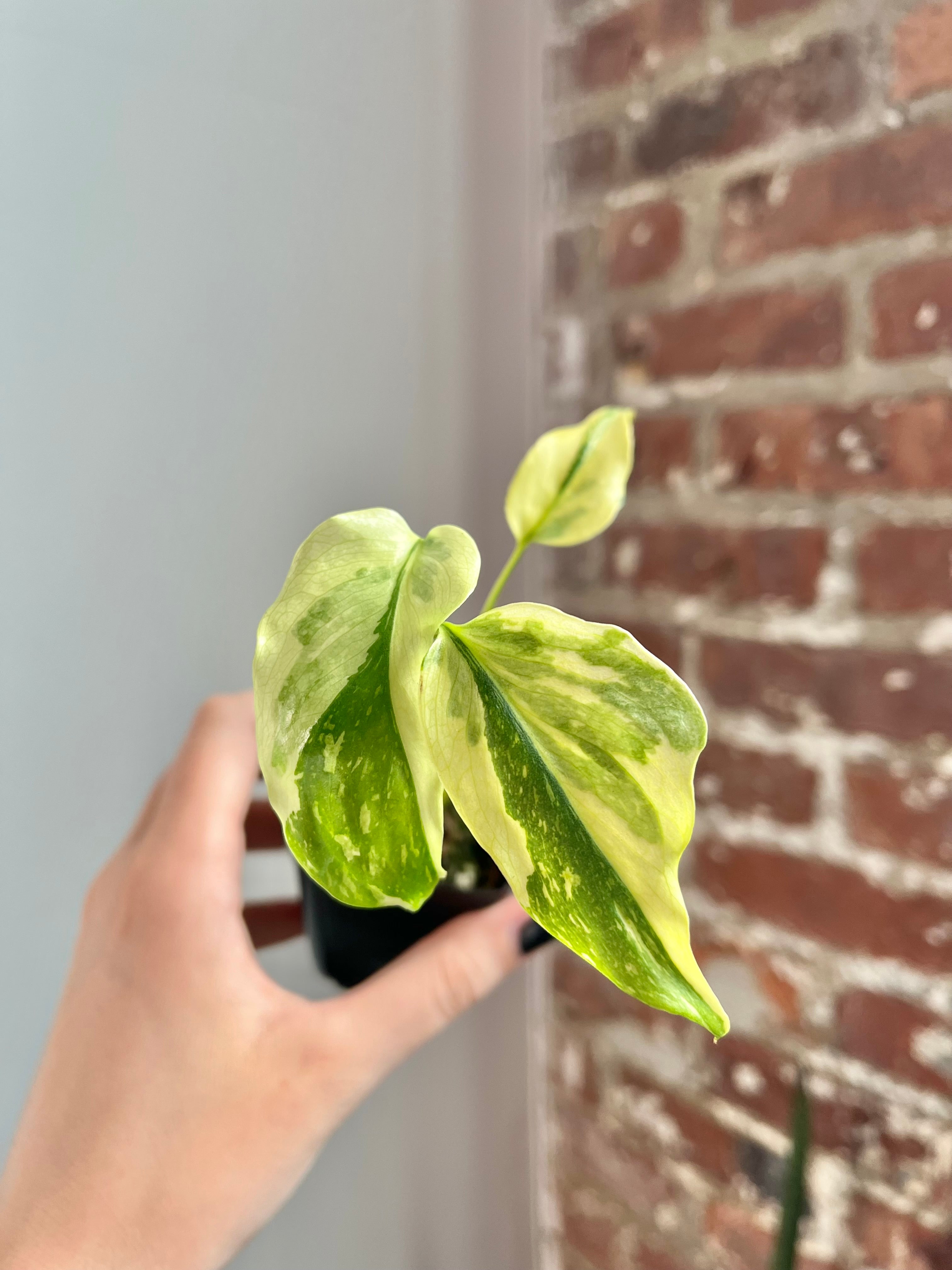 Monstera Electrolyte (Potted) 4596
