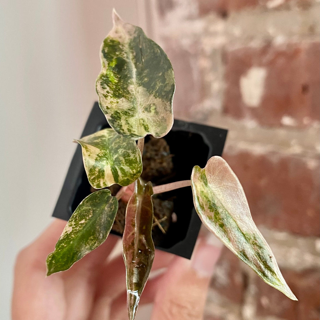 Alocasia Bambino Aurea 8937