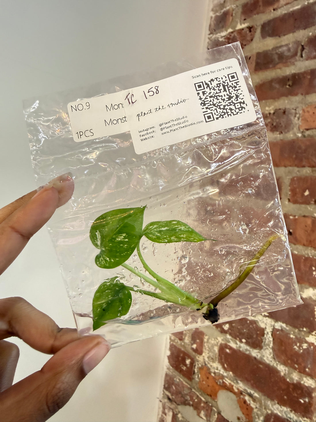 Monstera Devil Monster Grade A TCS 158