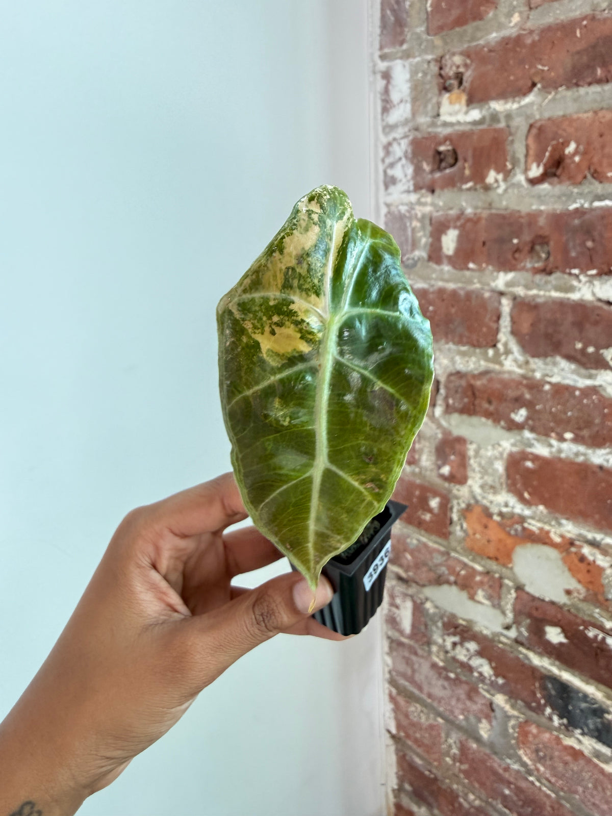 Alocasia Sanderiana Bull 3936