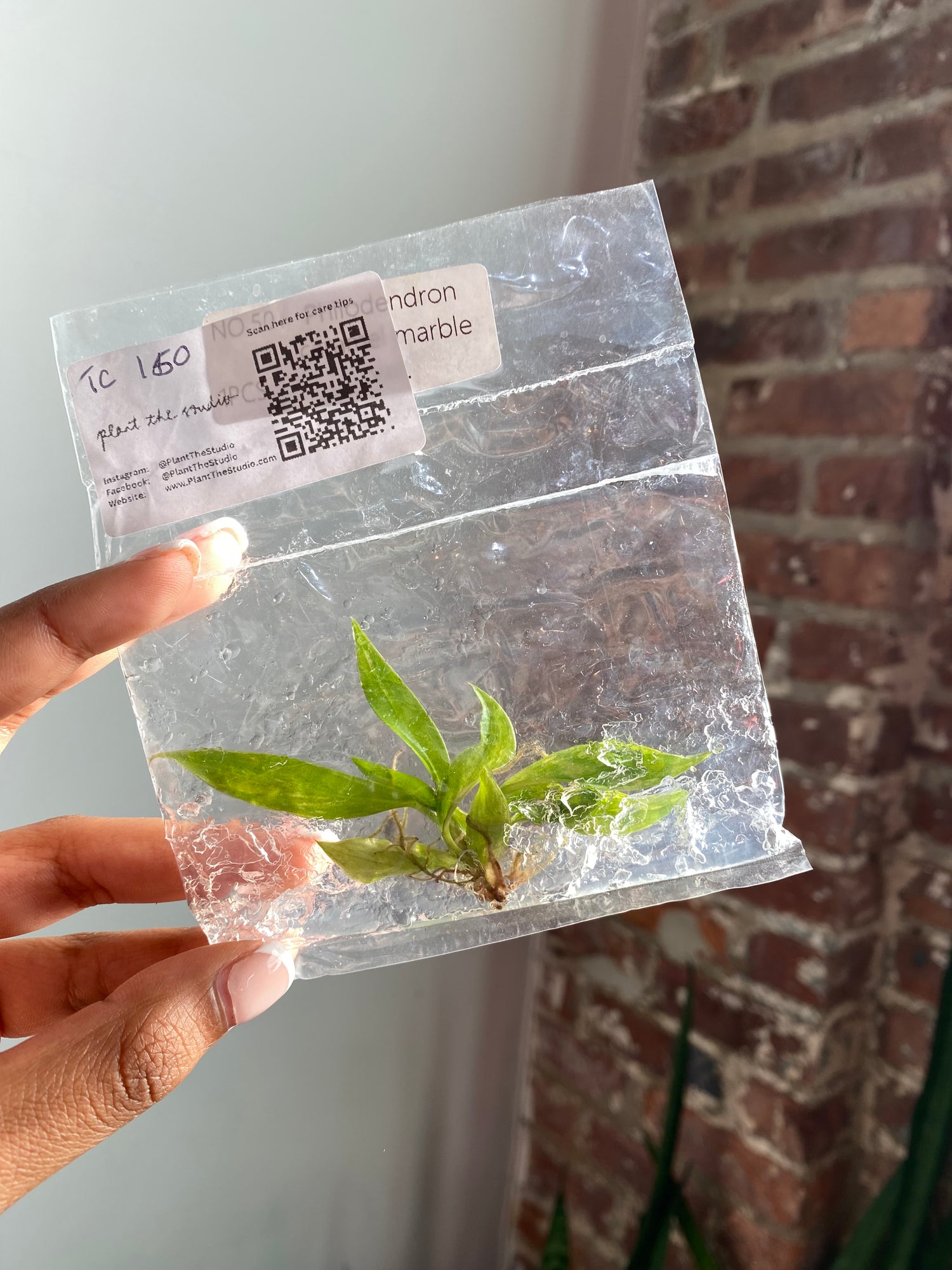 Philodendron Caramel Marble Var. TCS 150