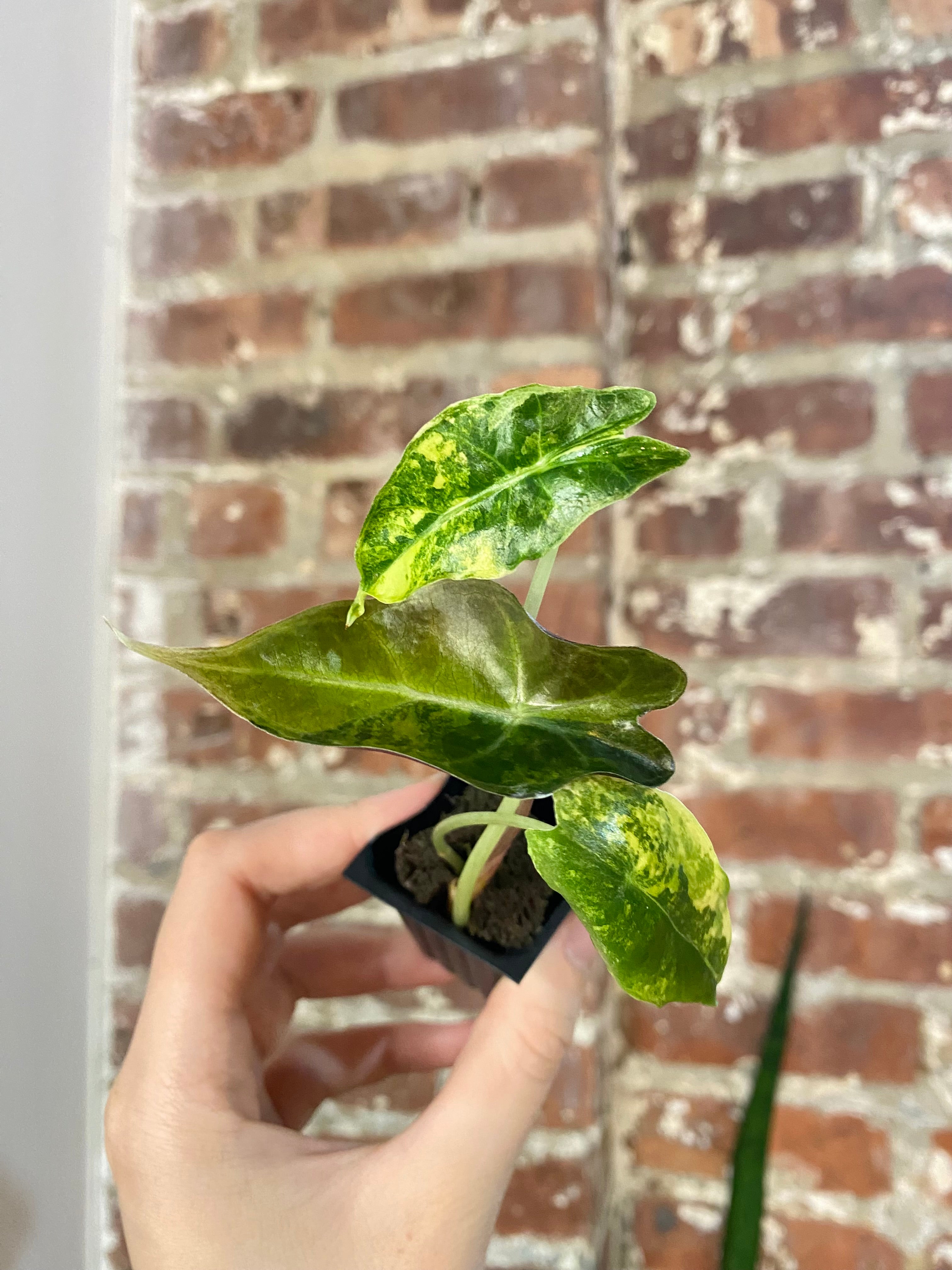 Alocasia Sanderiana Bull 4864