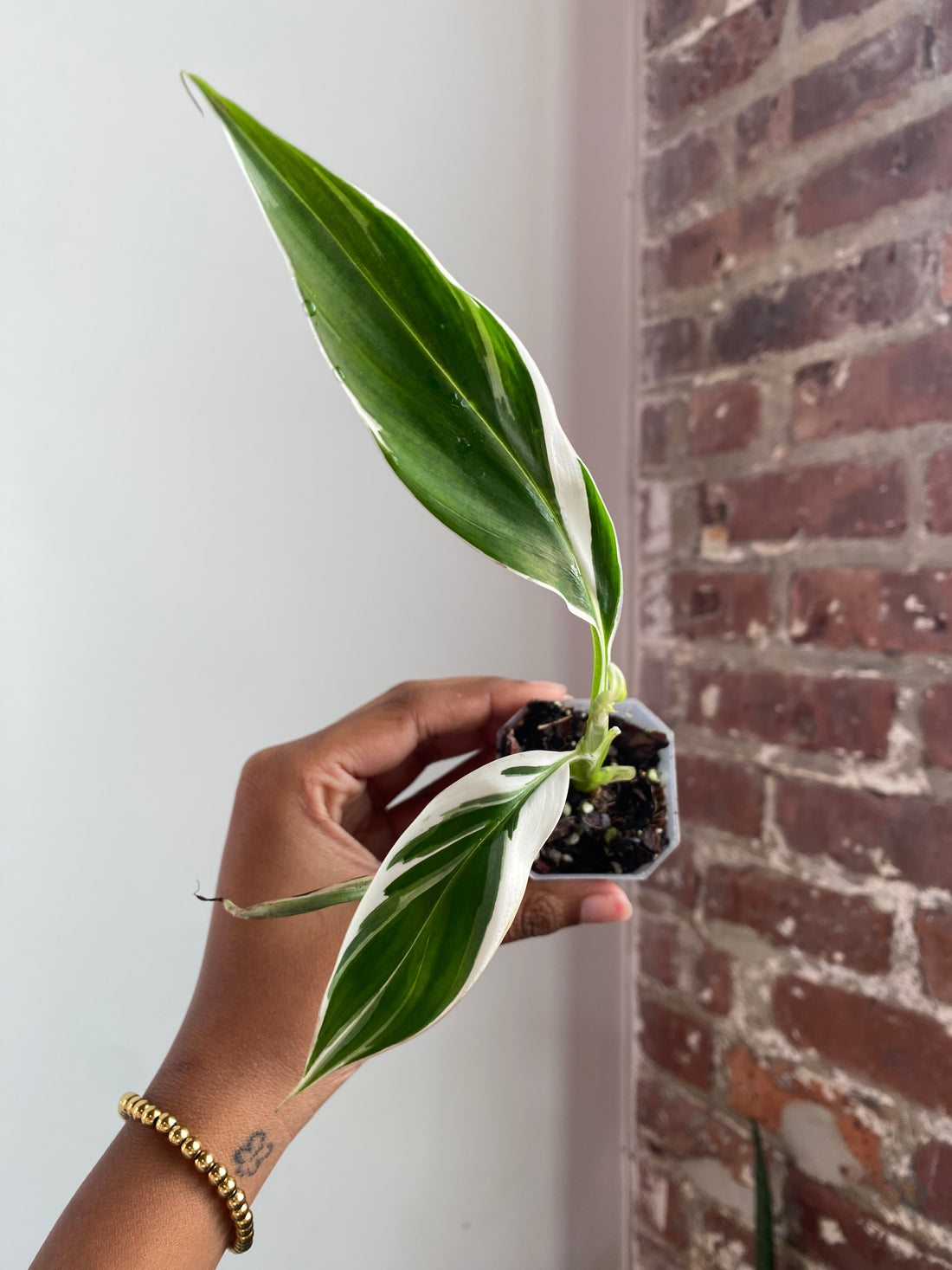 Musa Florida Variegated Potted 3567