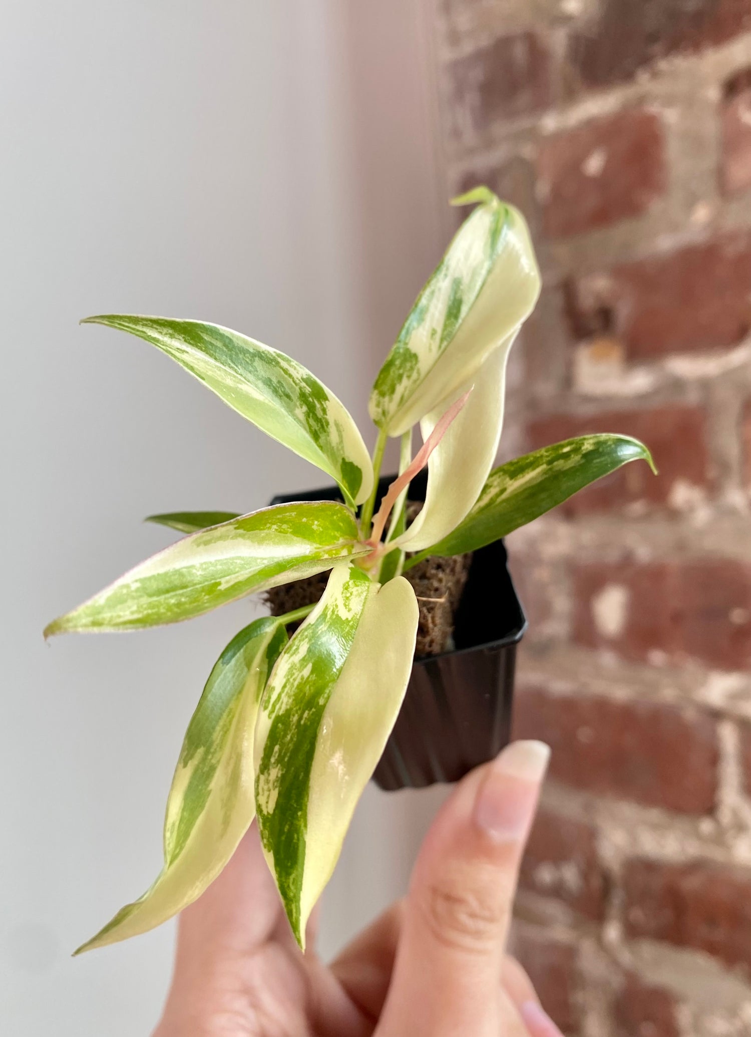 Philodendron Florida Beauty x Tortum 8945